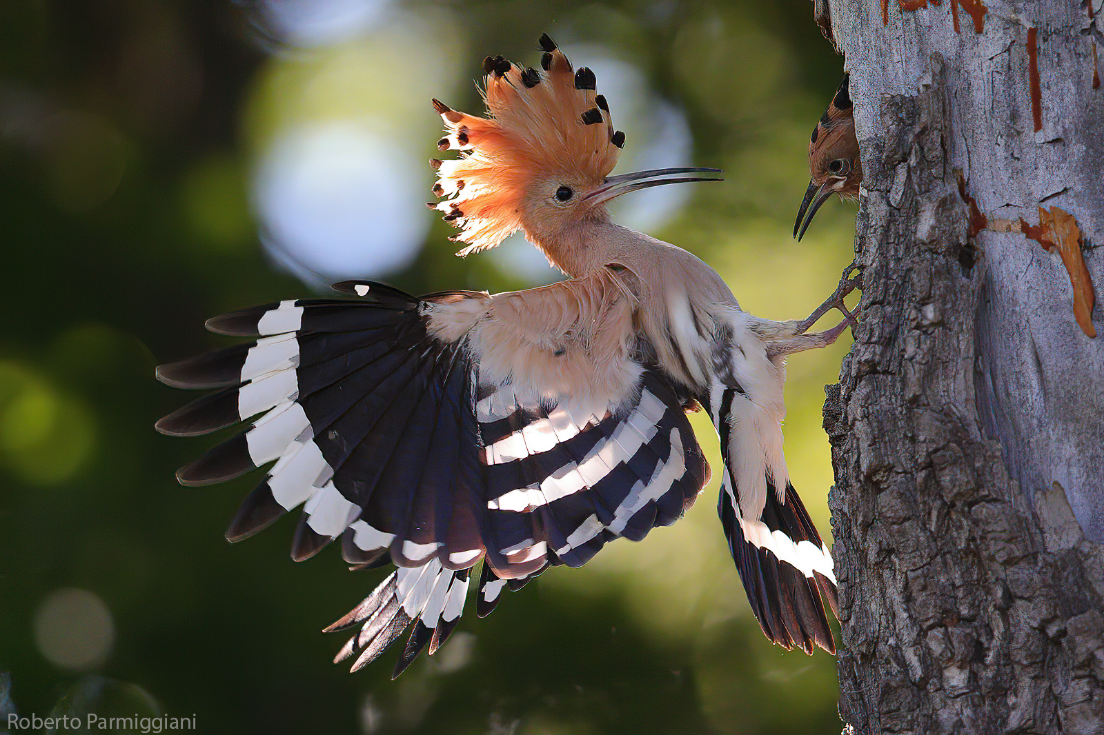 Hoopoe
