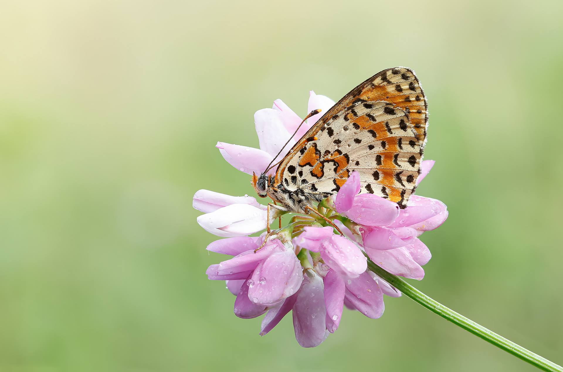 Melitaea