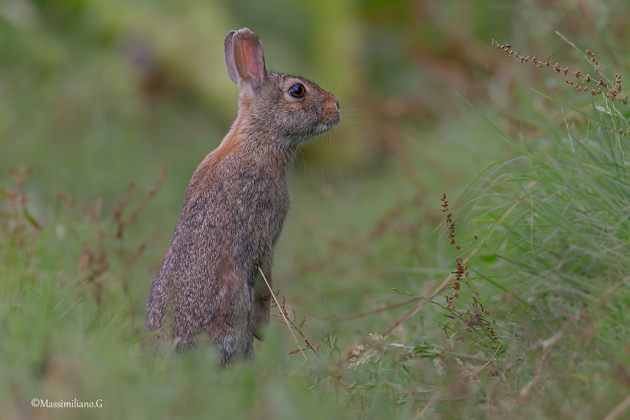 Mini Hare