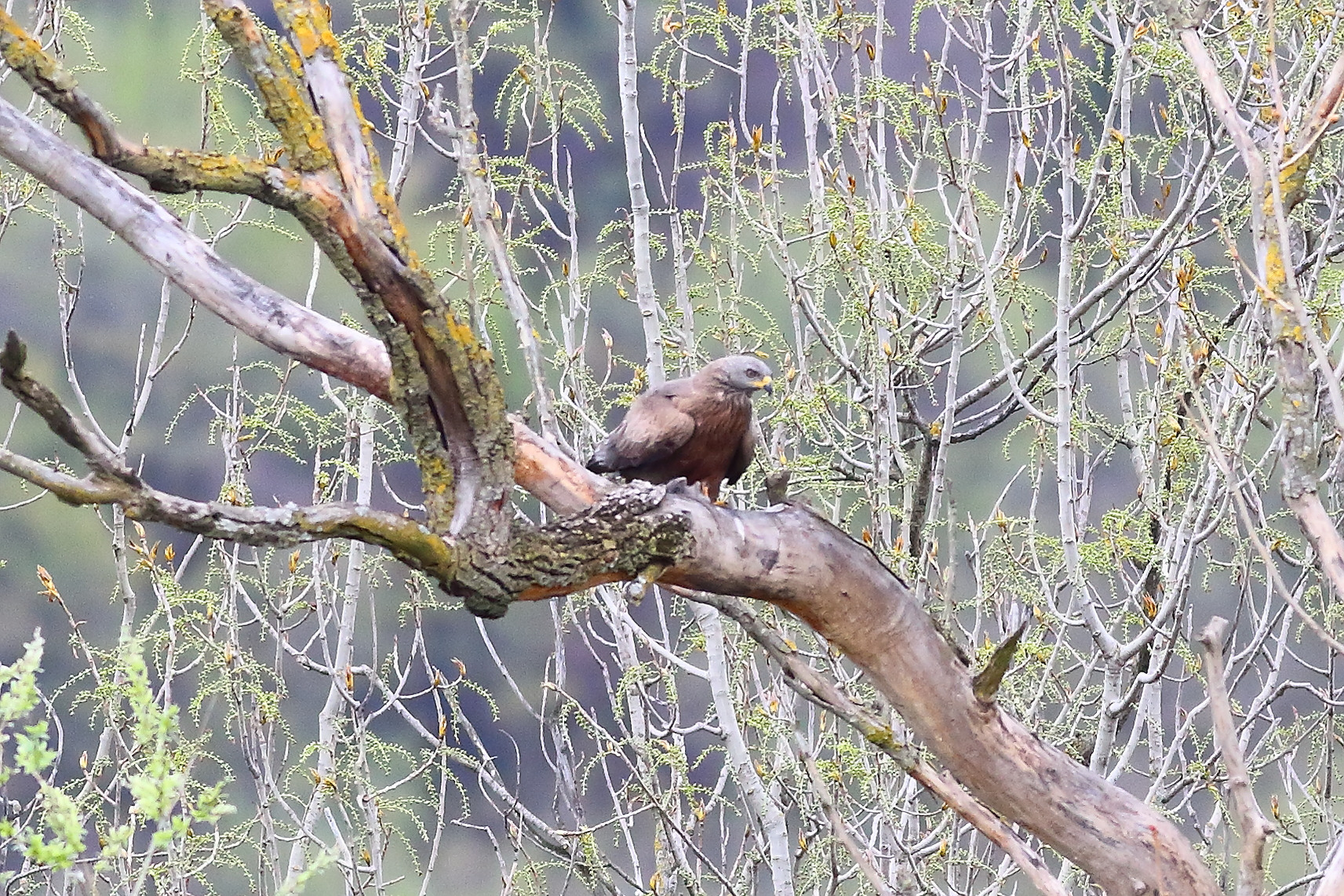 Nibbio bruno 24 marzo 2024 - 7307