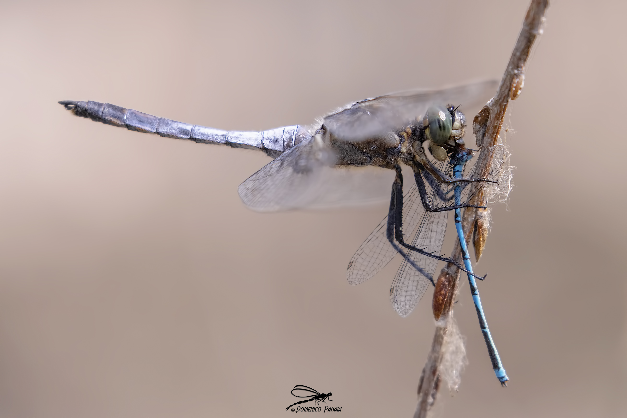 Orthetrum cancellatum