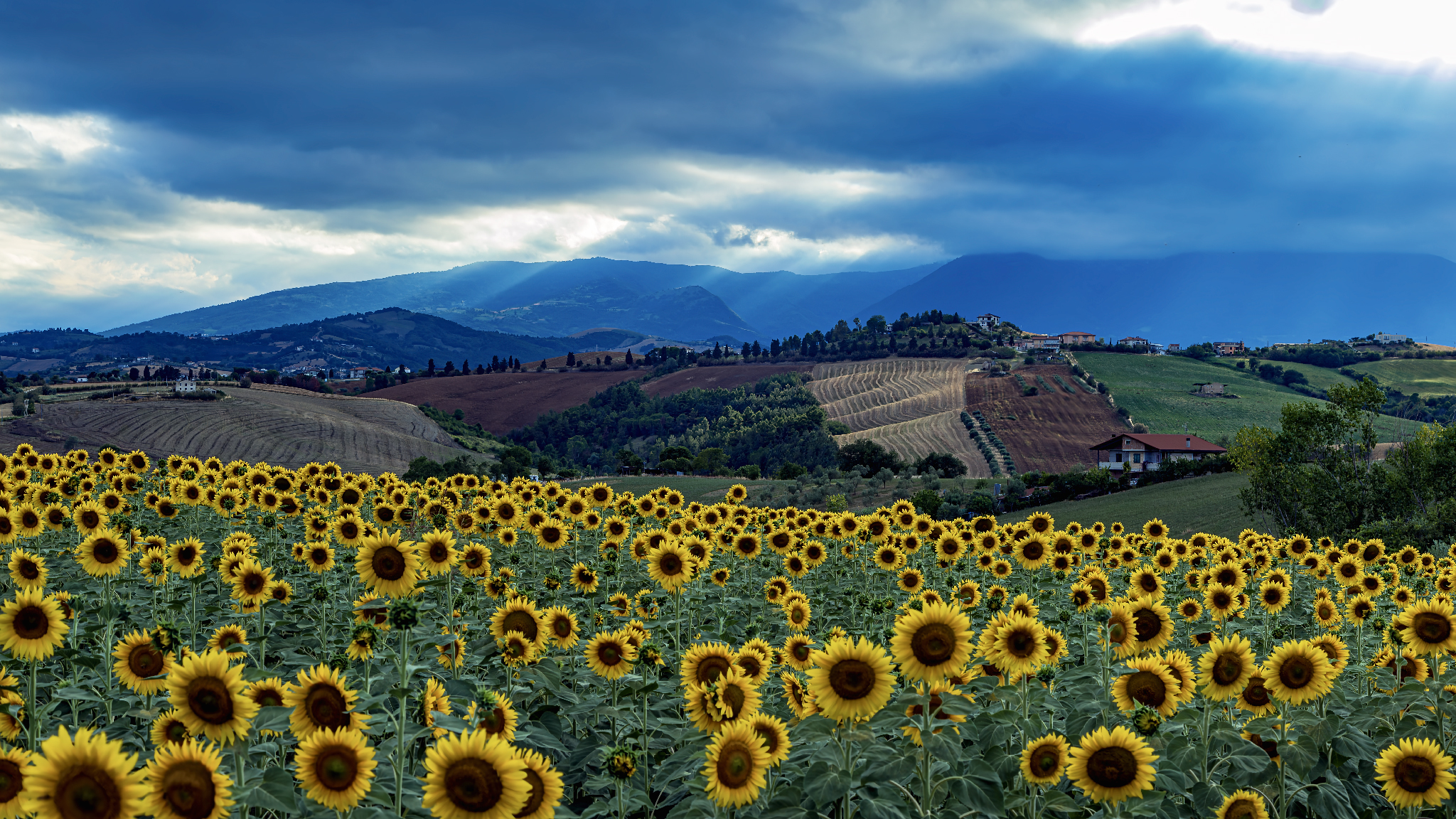 Landscape and sunfloers