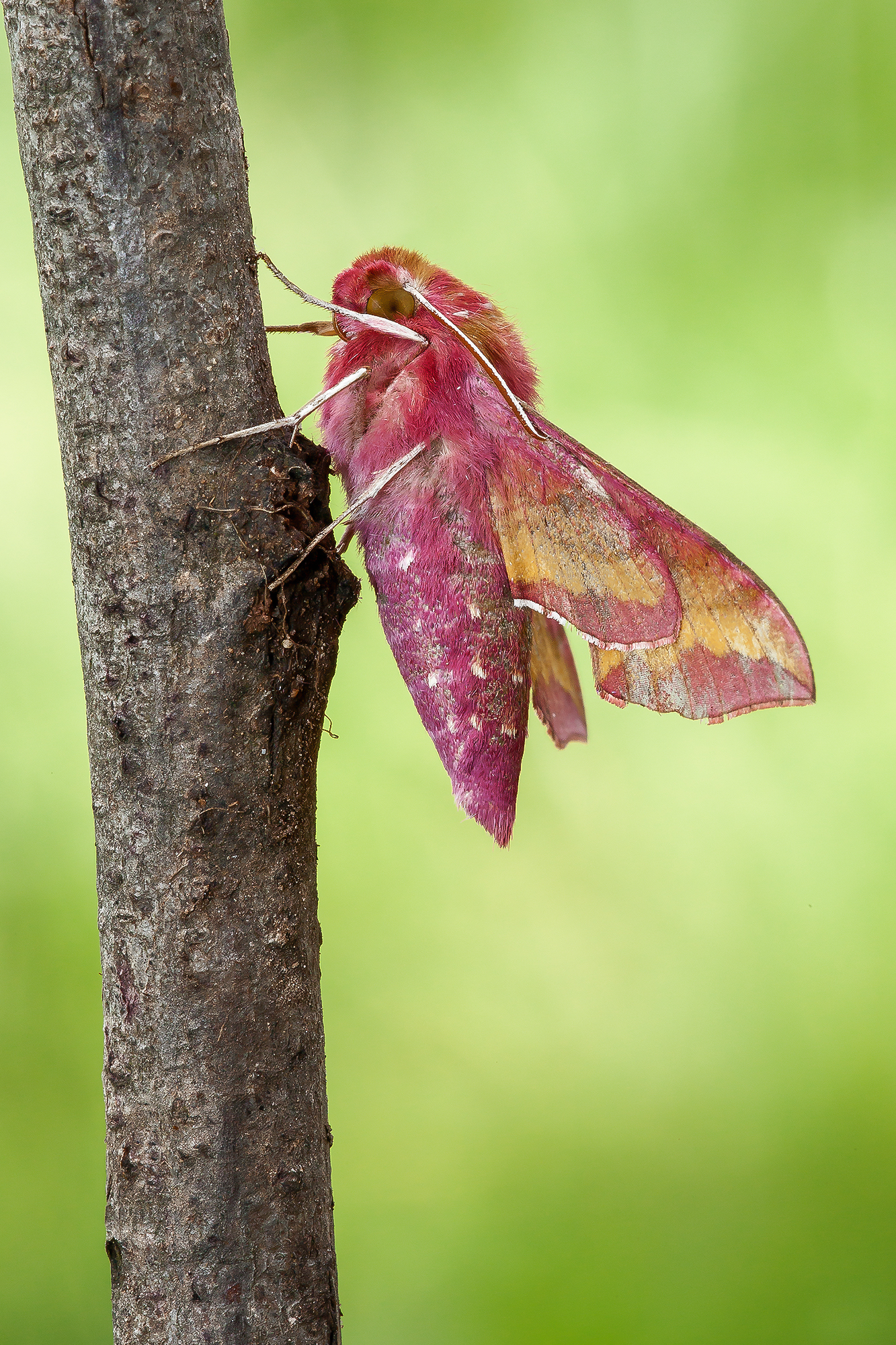 Deilephila Porcellus