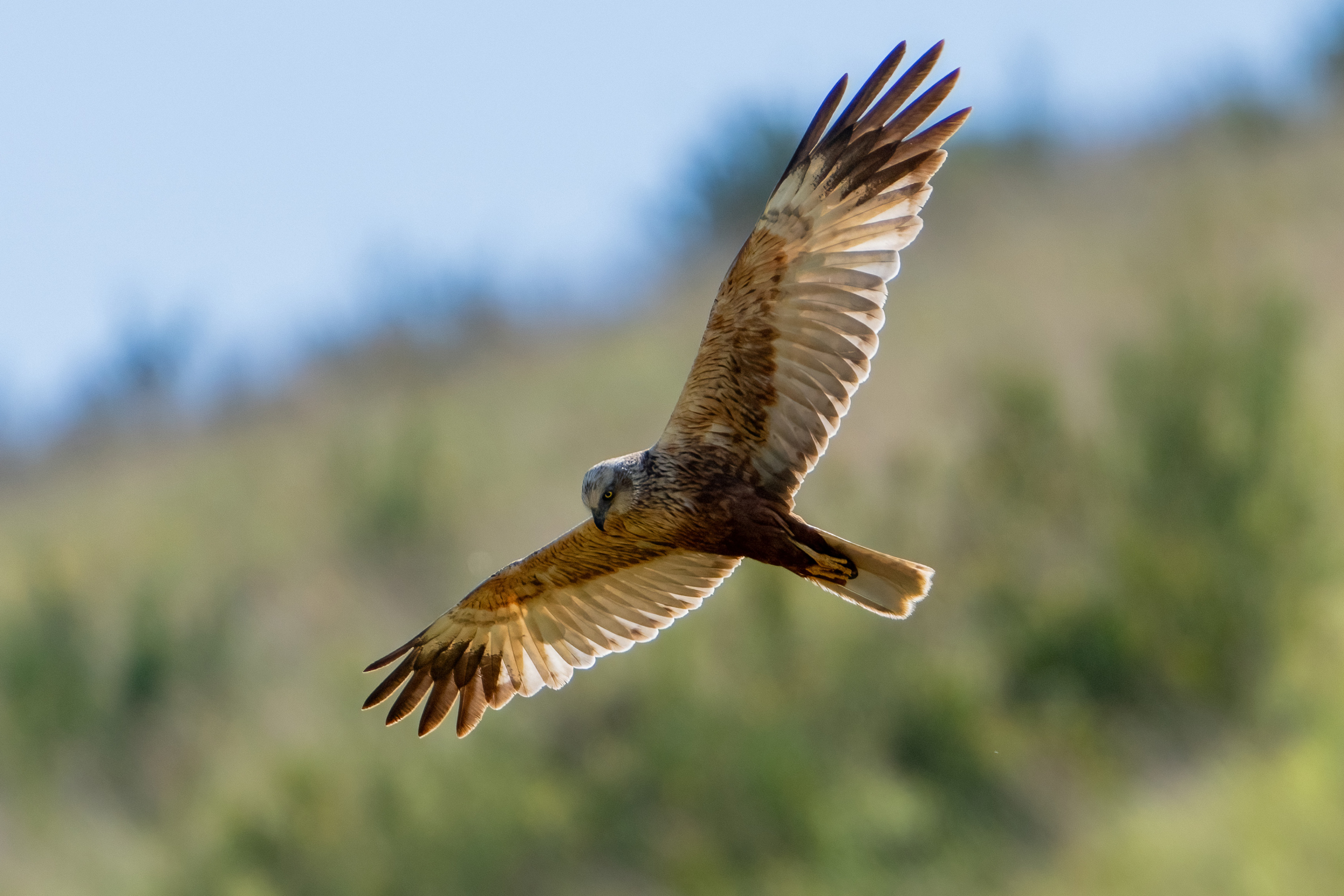 Male Marsh Harrier Hunting