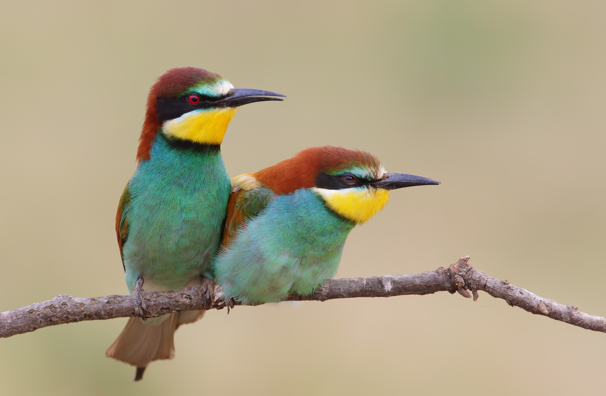 Preliminari ( gruccioni )