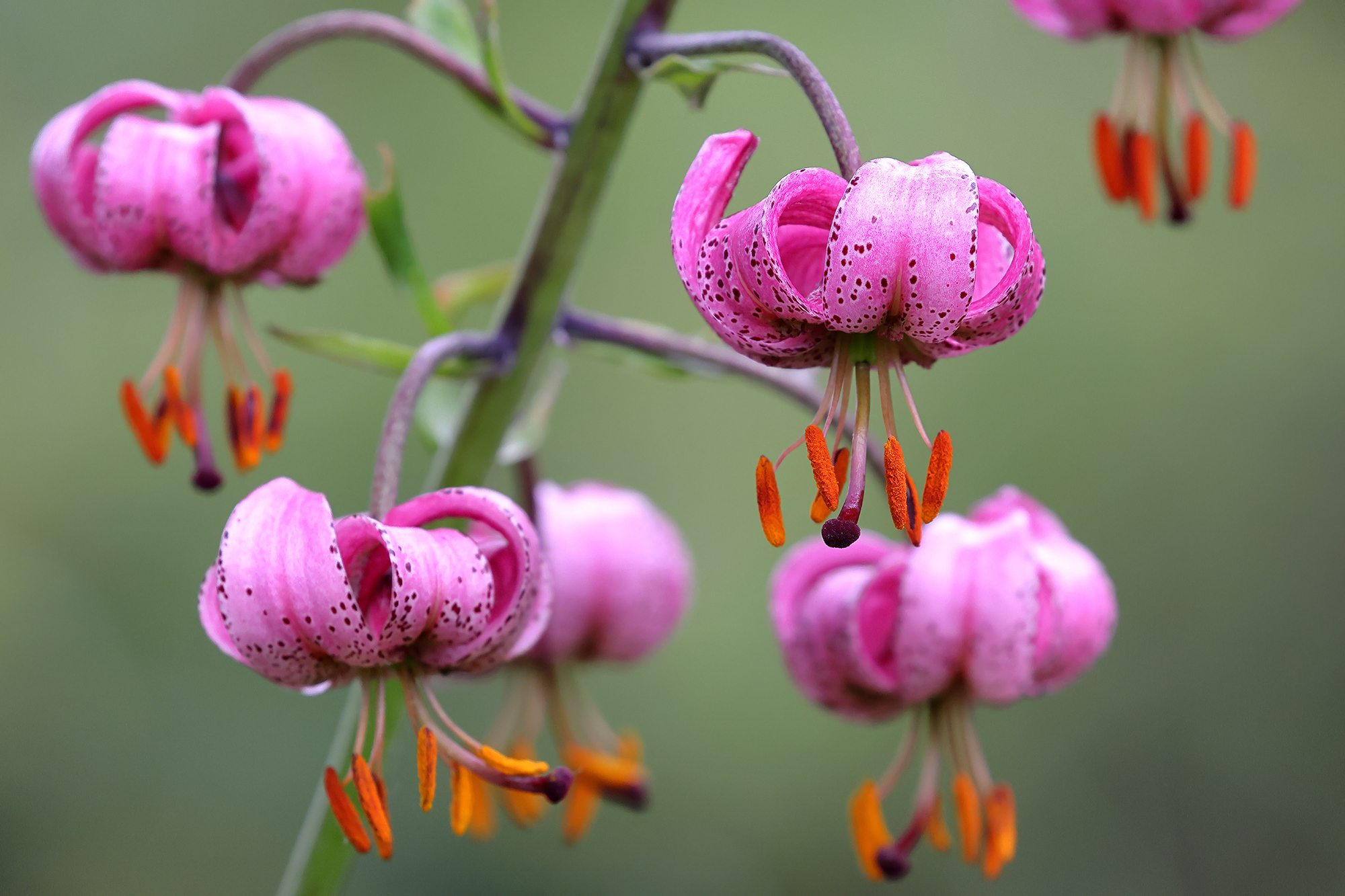 Martagon Lily