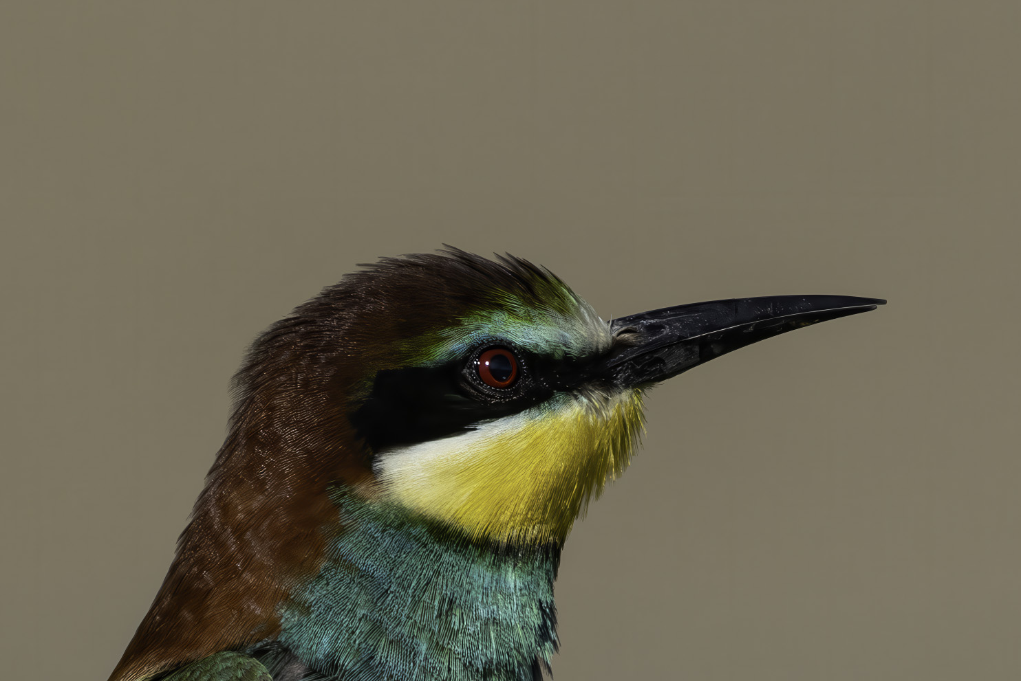 Bee-eater