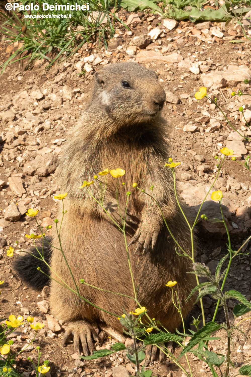 Marmotta in posa tra i ranuncoli