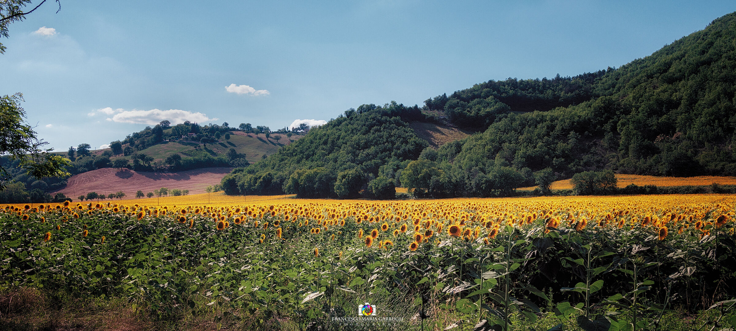 Girasoli in Val Metauro