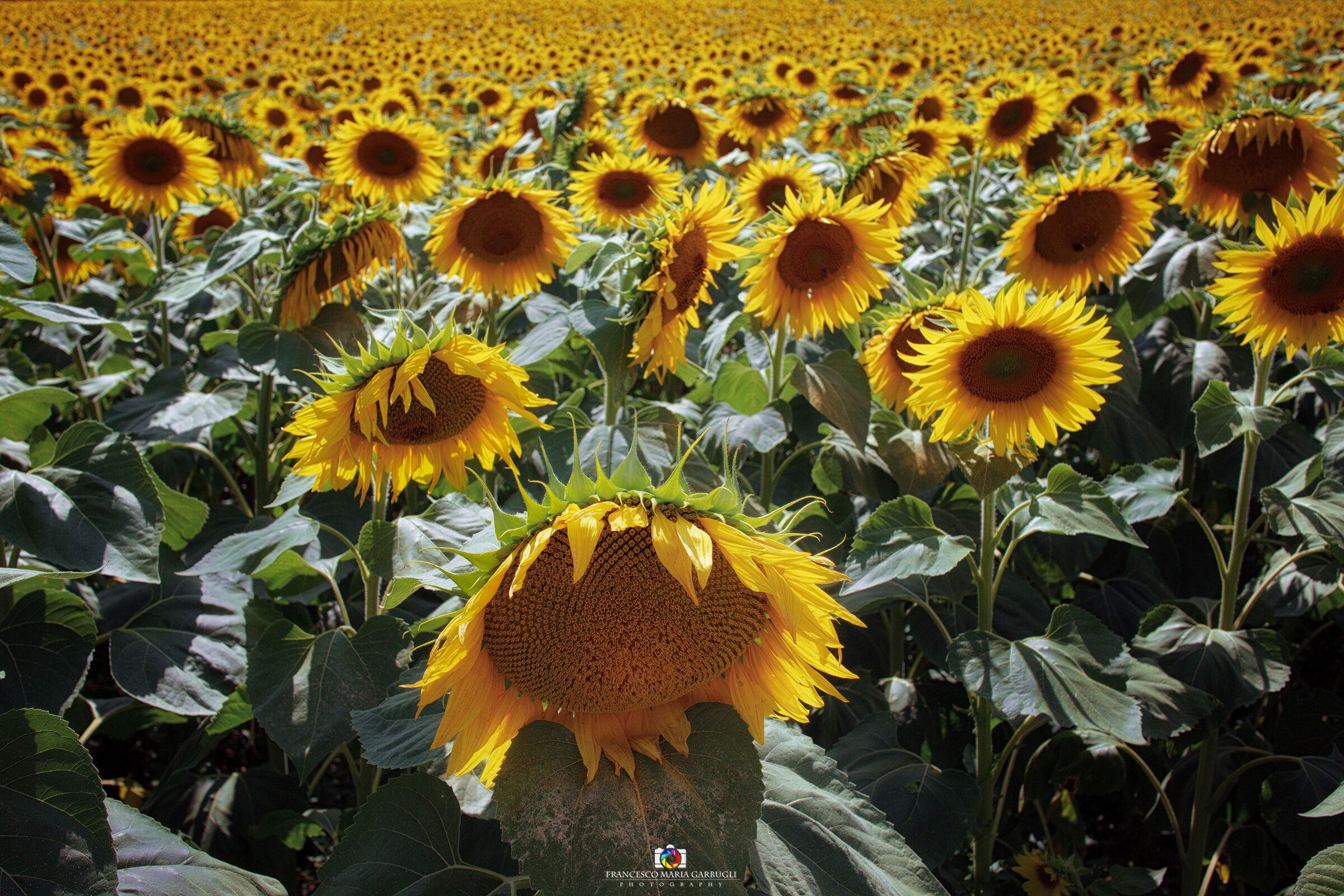Girasoli in Val Metauro