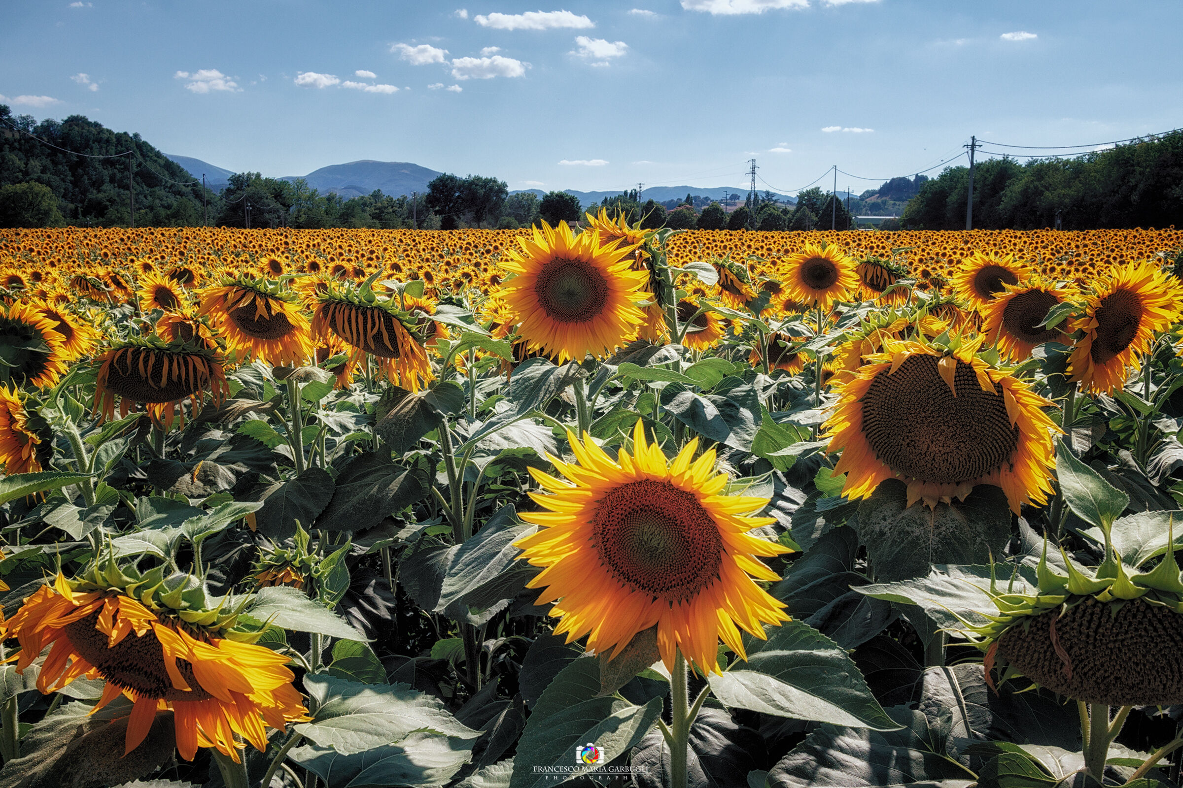 Girasoli in Val Metauro