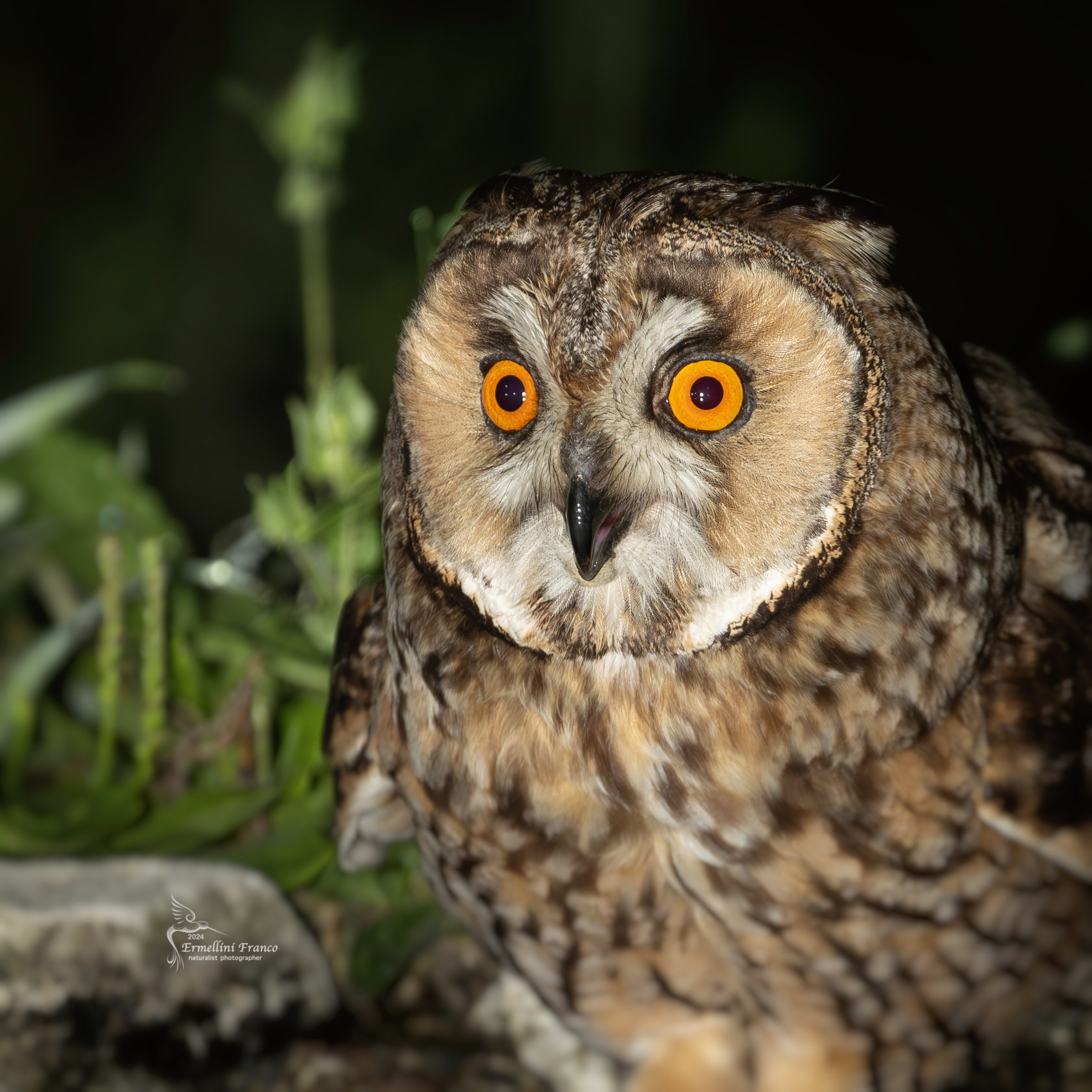 Long-eared owl