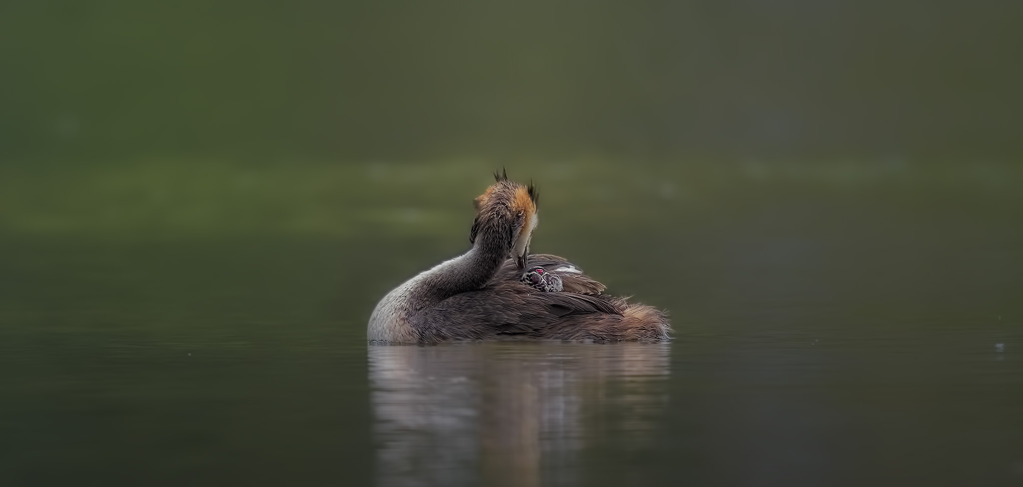 Great crested grebe