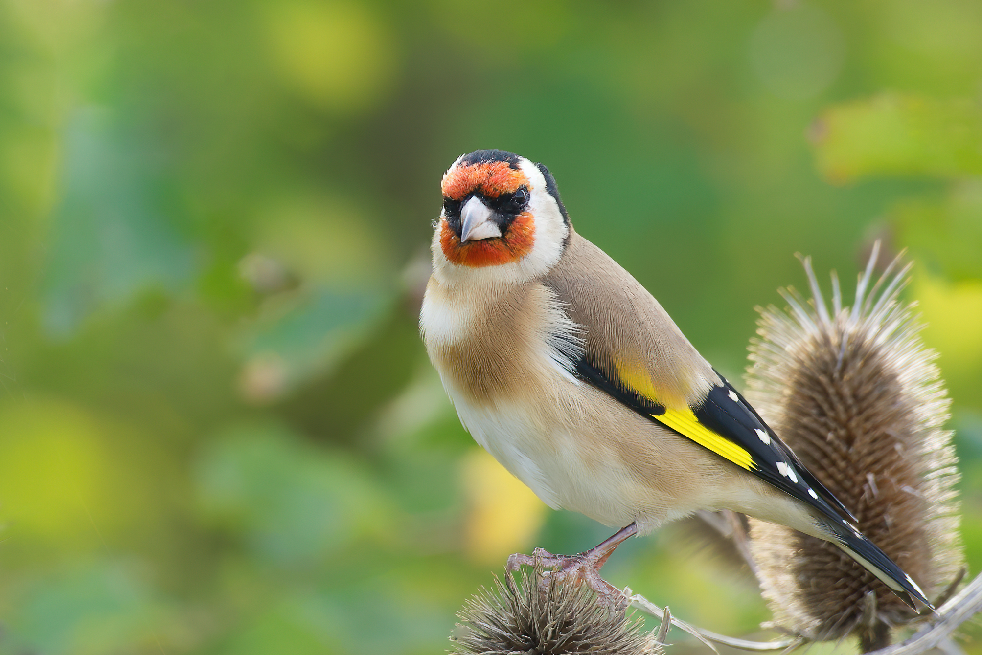 Cardellino (Carduelis carduelis) su cardo