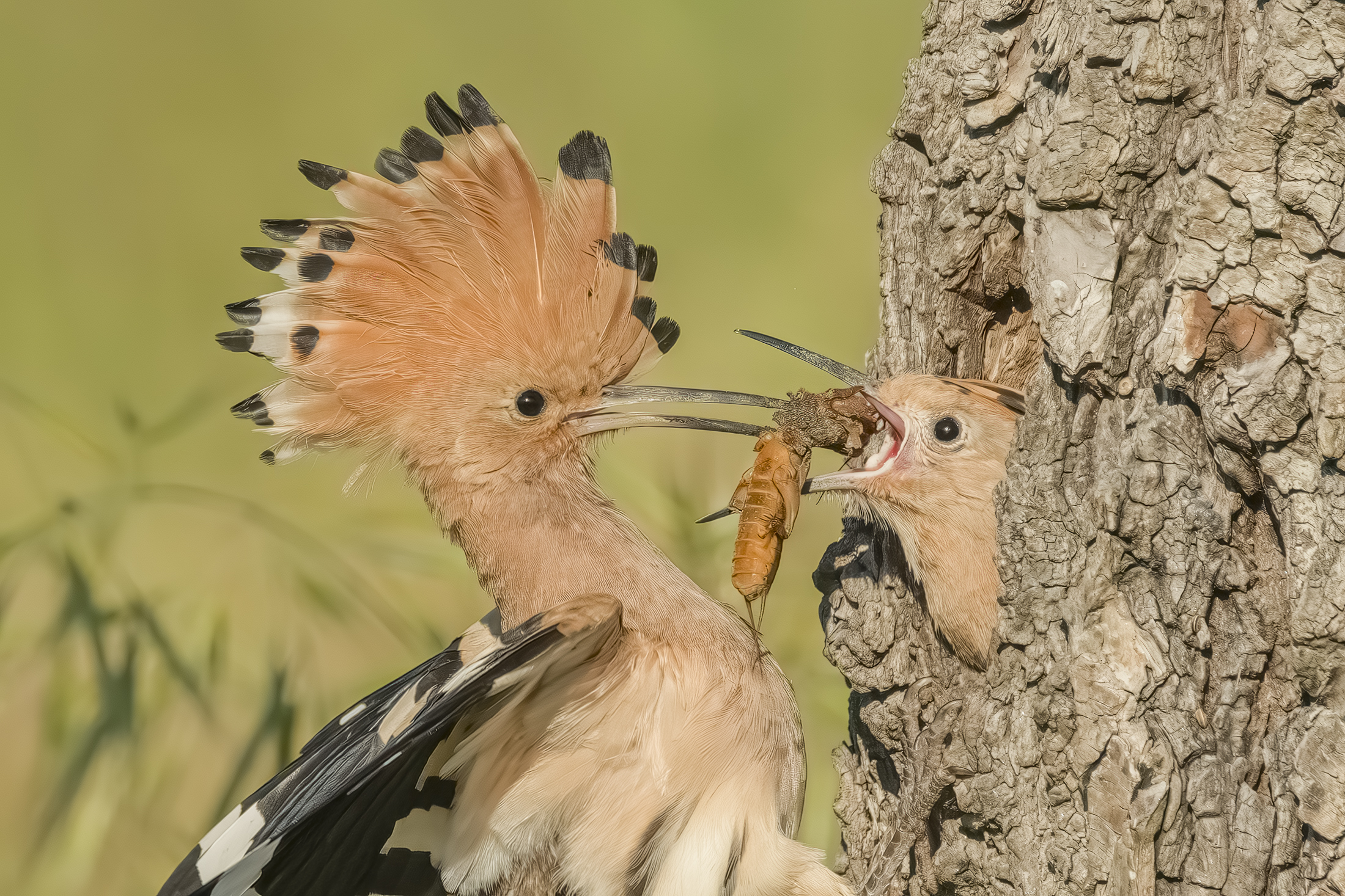 Hoopoe