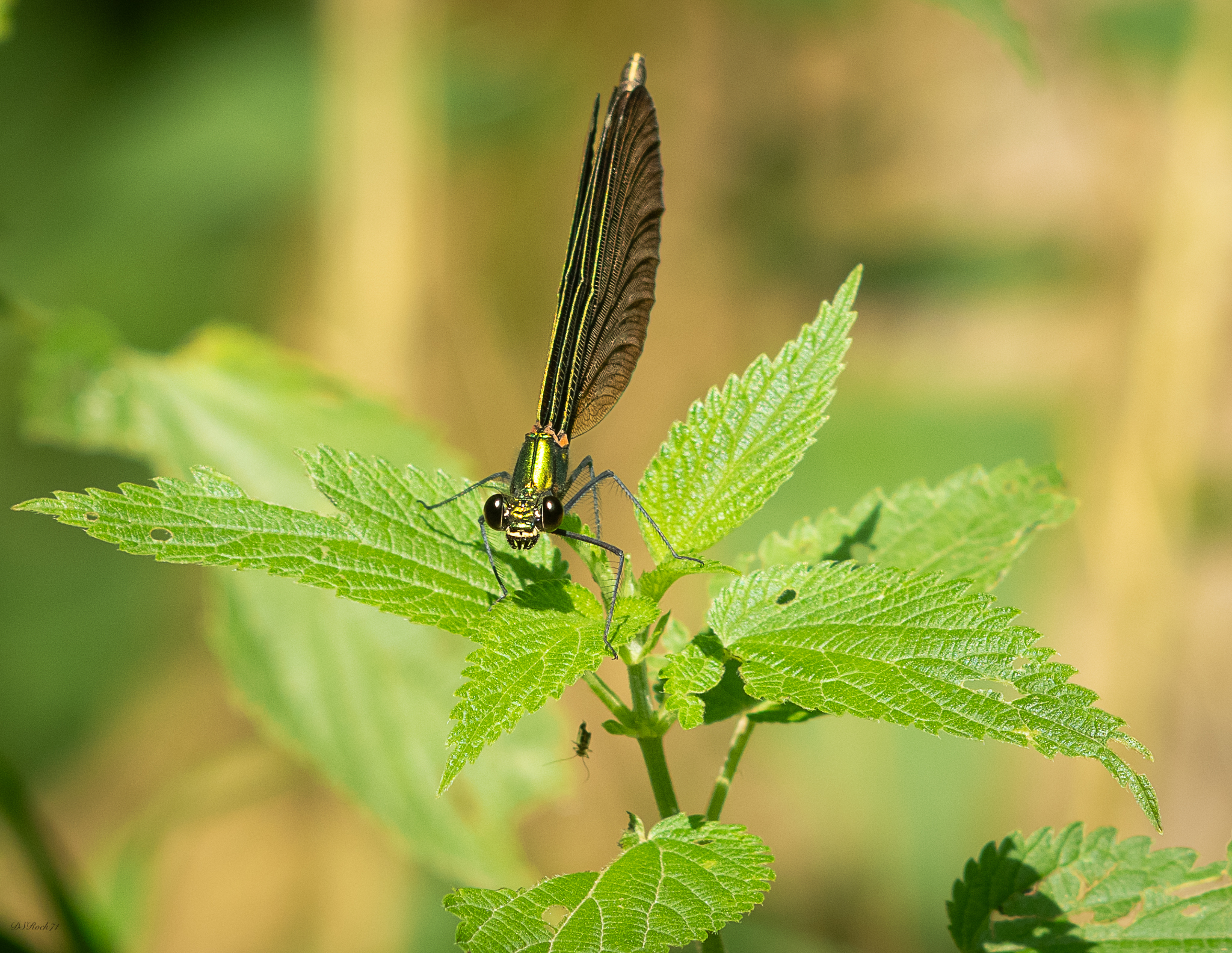 Dragonfly in the sun