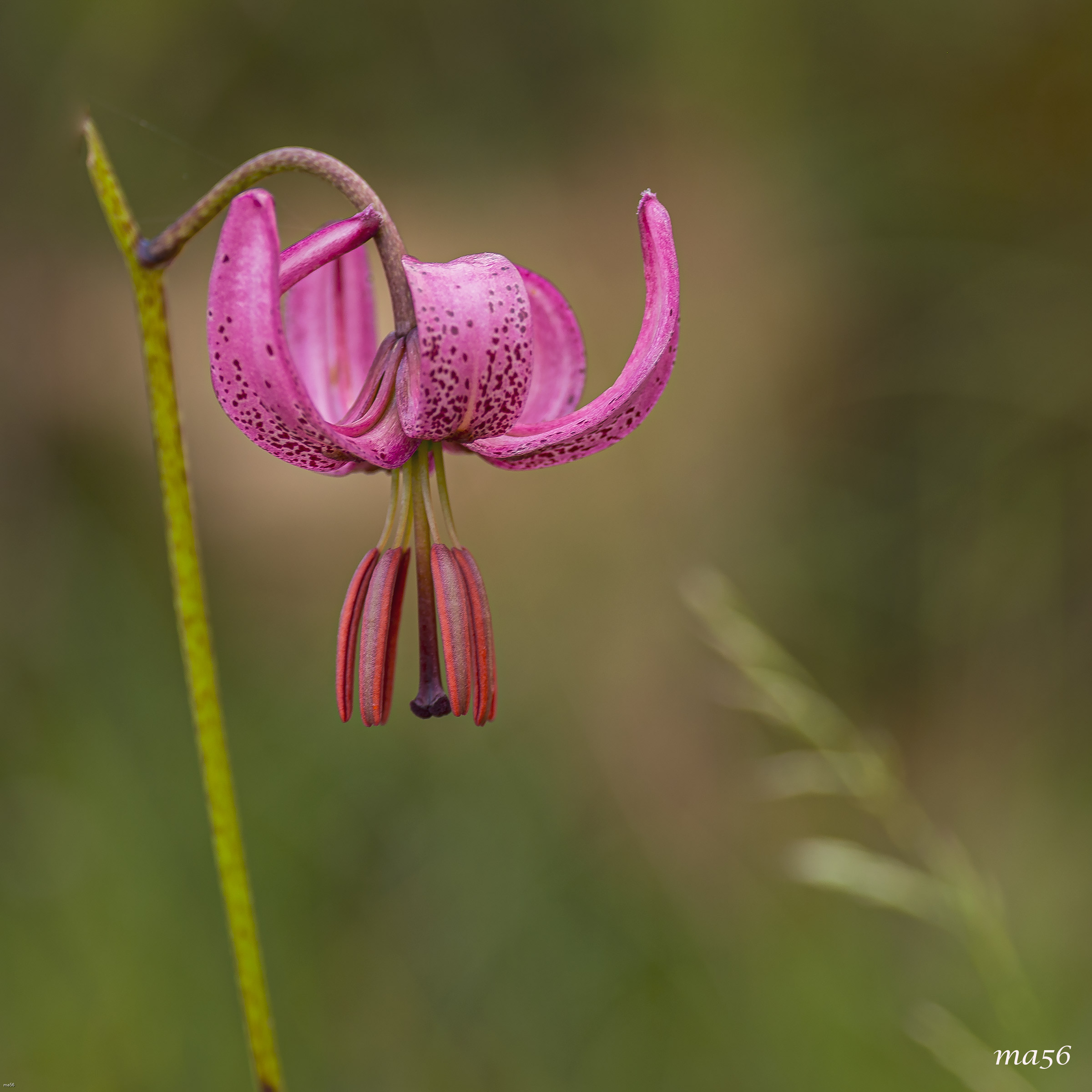 Martagon Lily