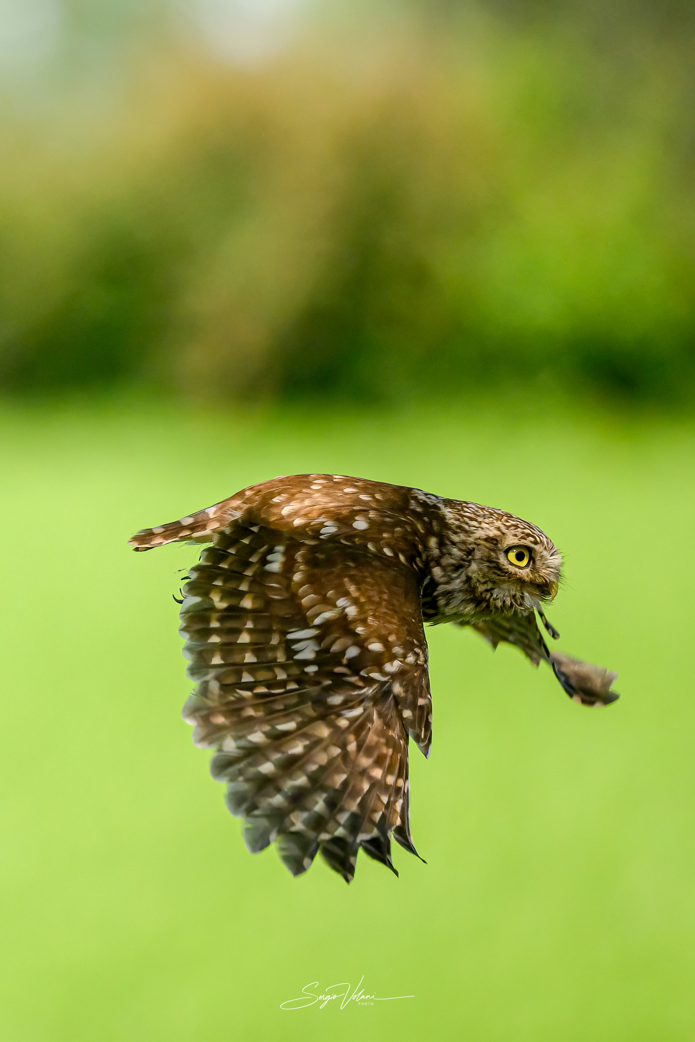 Owl in flight