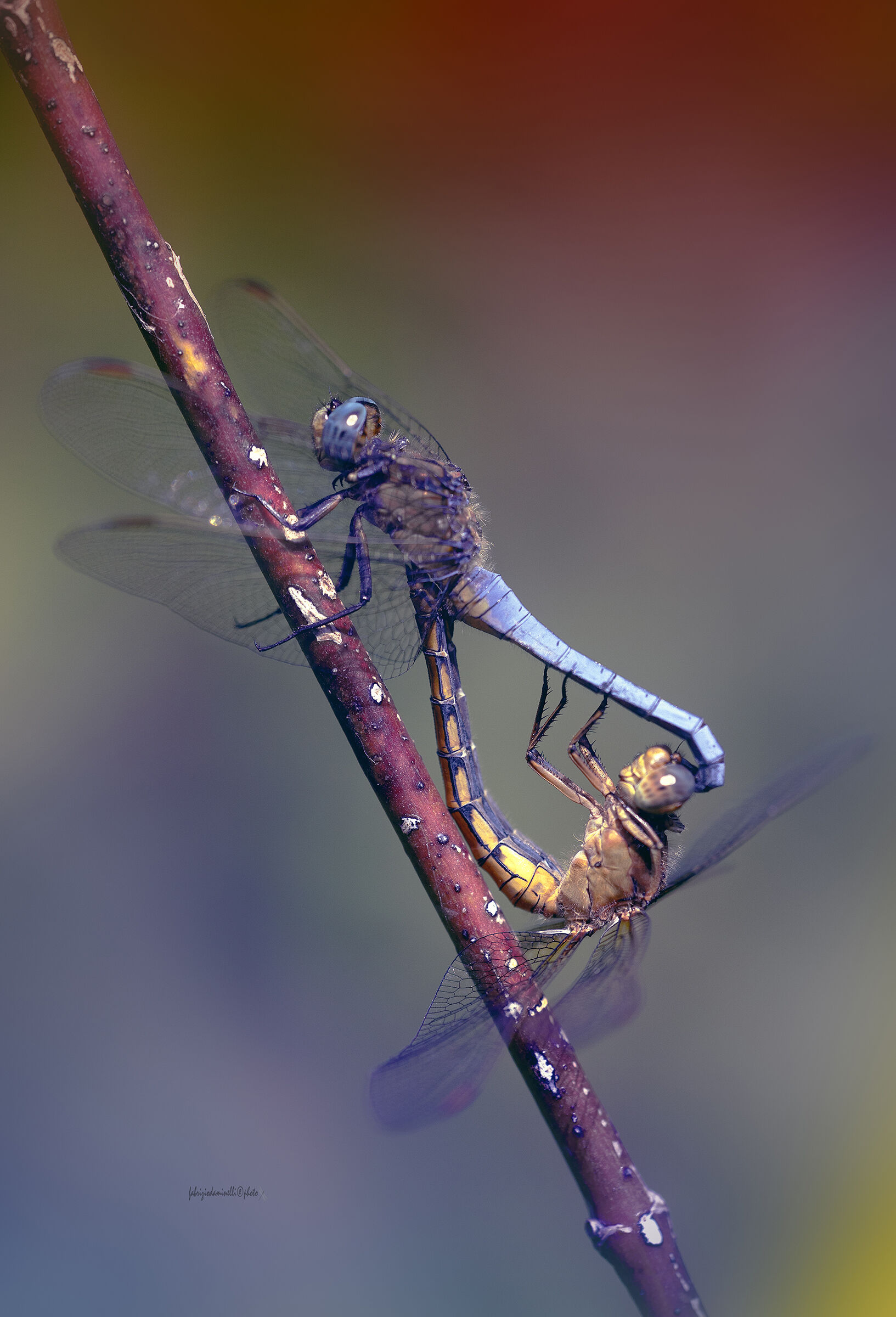 Orthetrum coerulescens