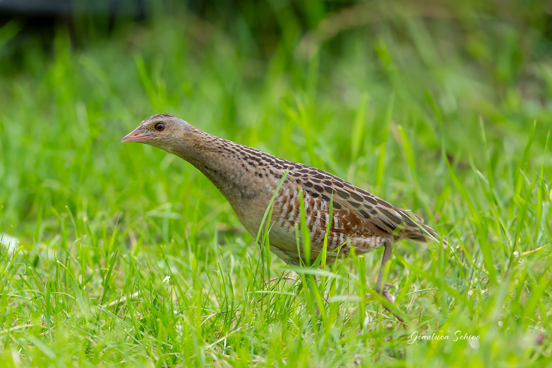 Corncrake