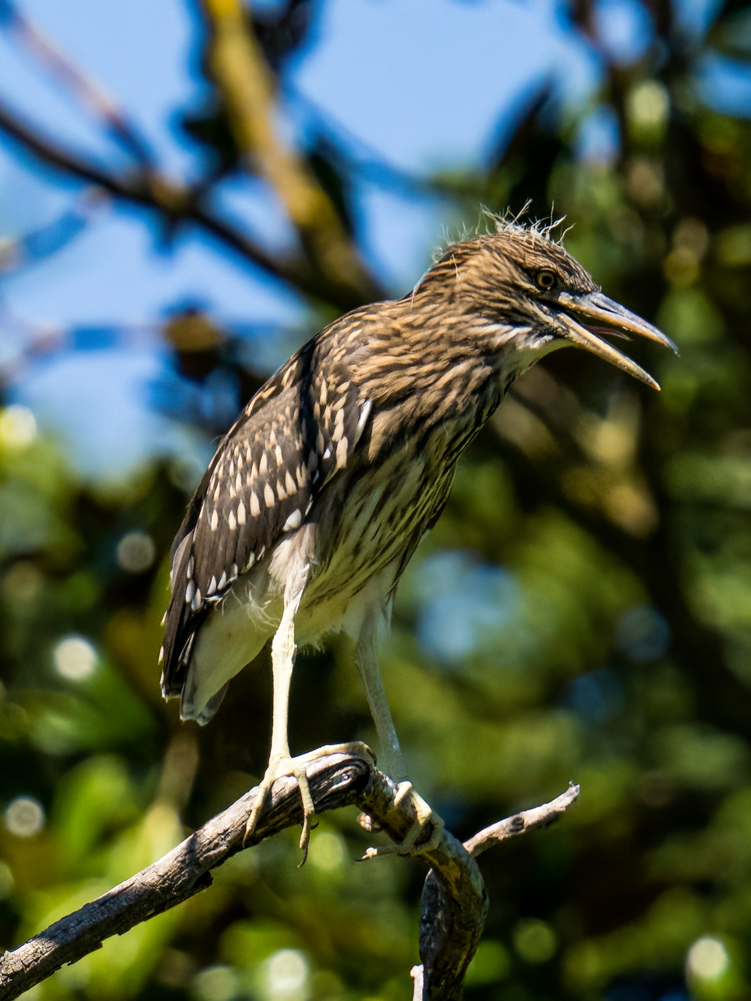 Young night heron