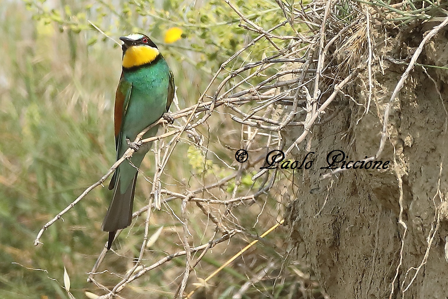 Bee-eater