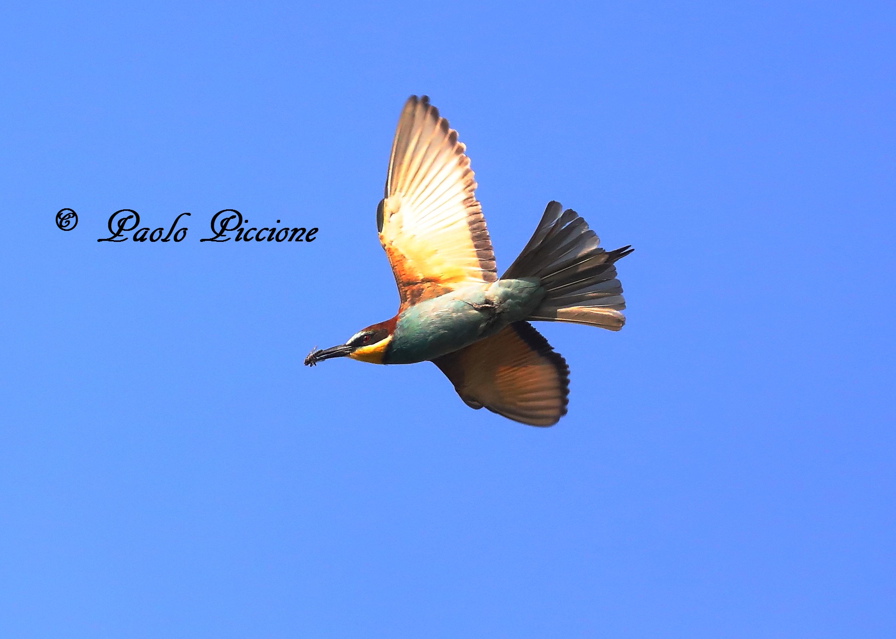 Bee-eaters
