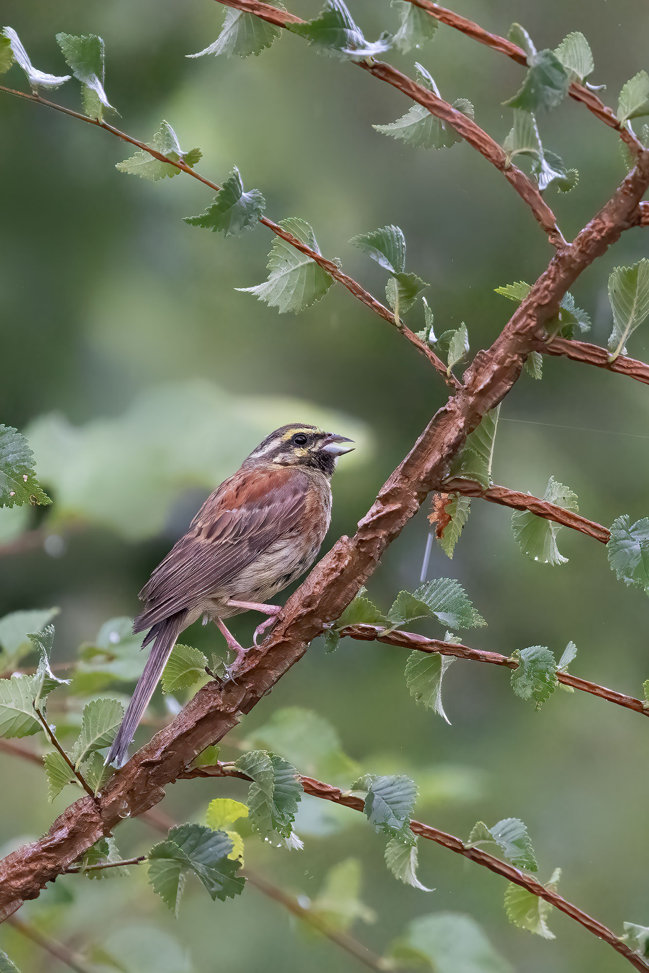 Cirl bunting