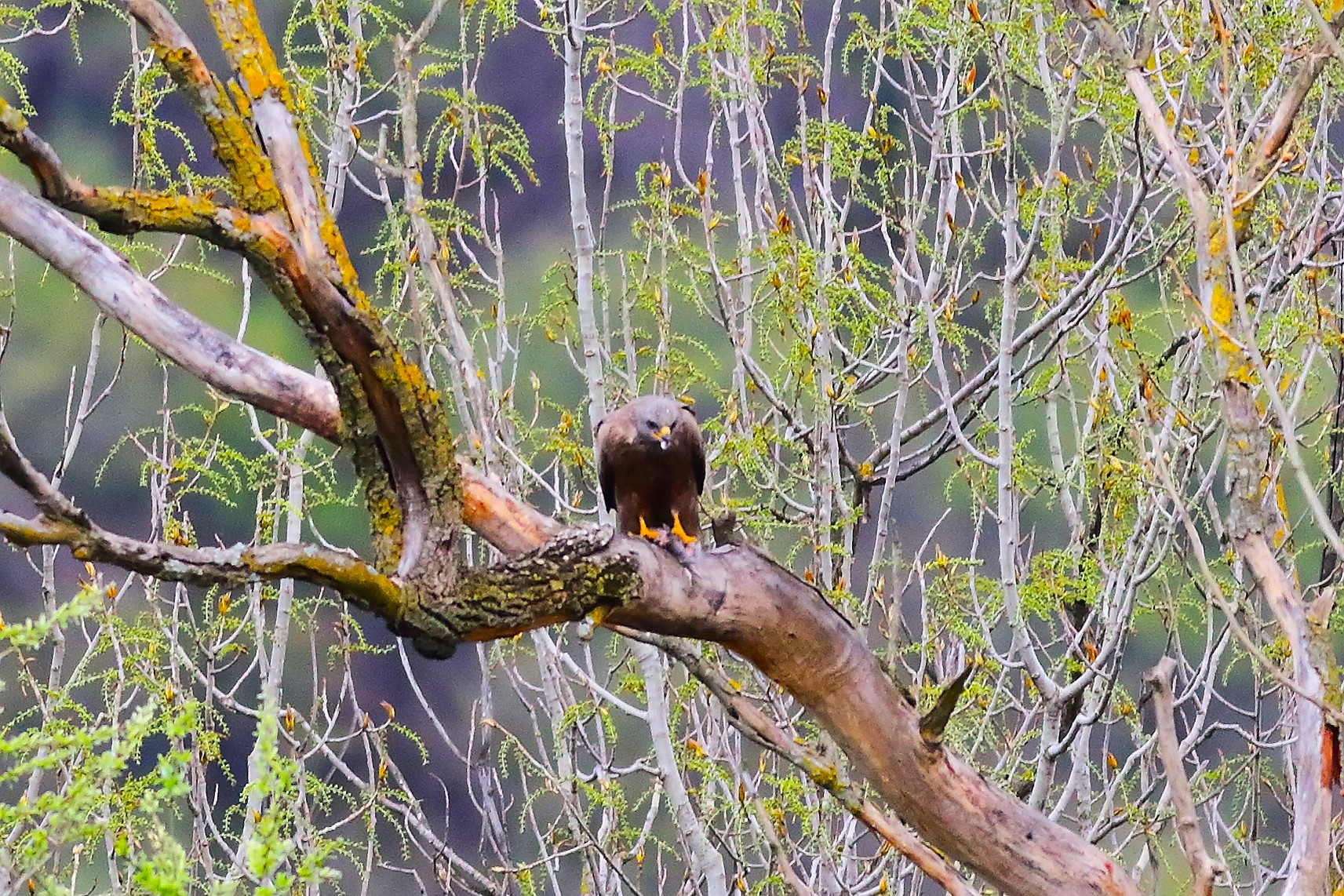 Nibbio bruno 24 marzo 2024 - 7326