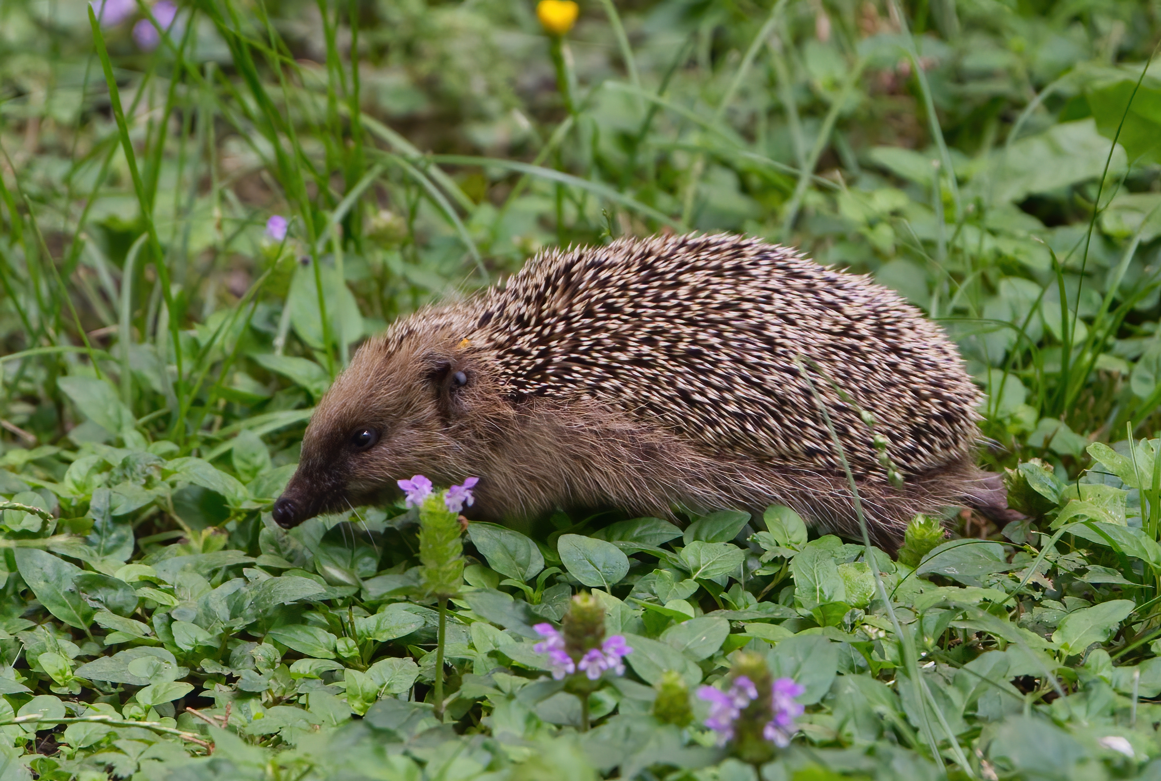 Il riccino passeggia