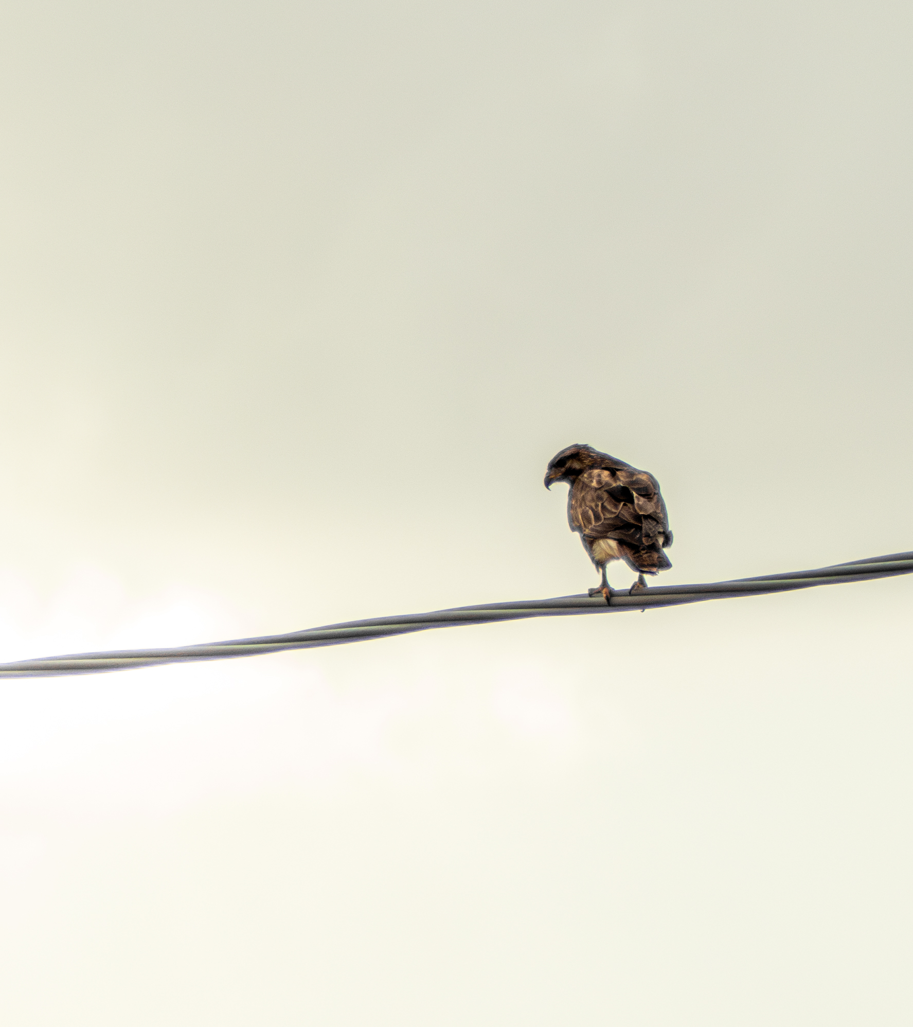 Buzzard at the end of the day...