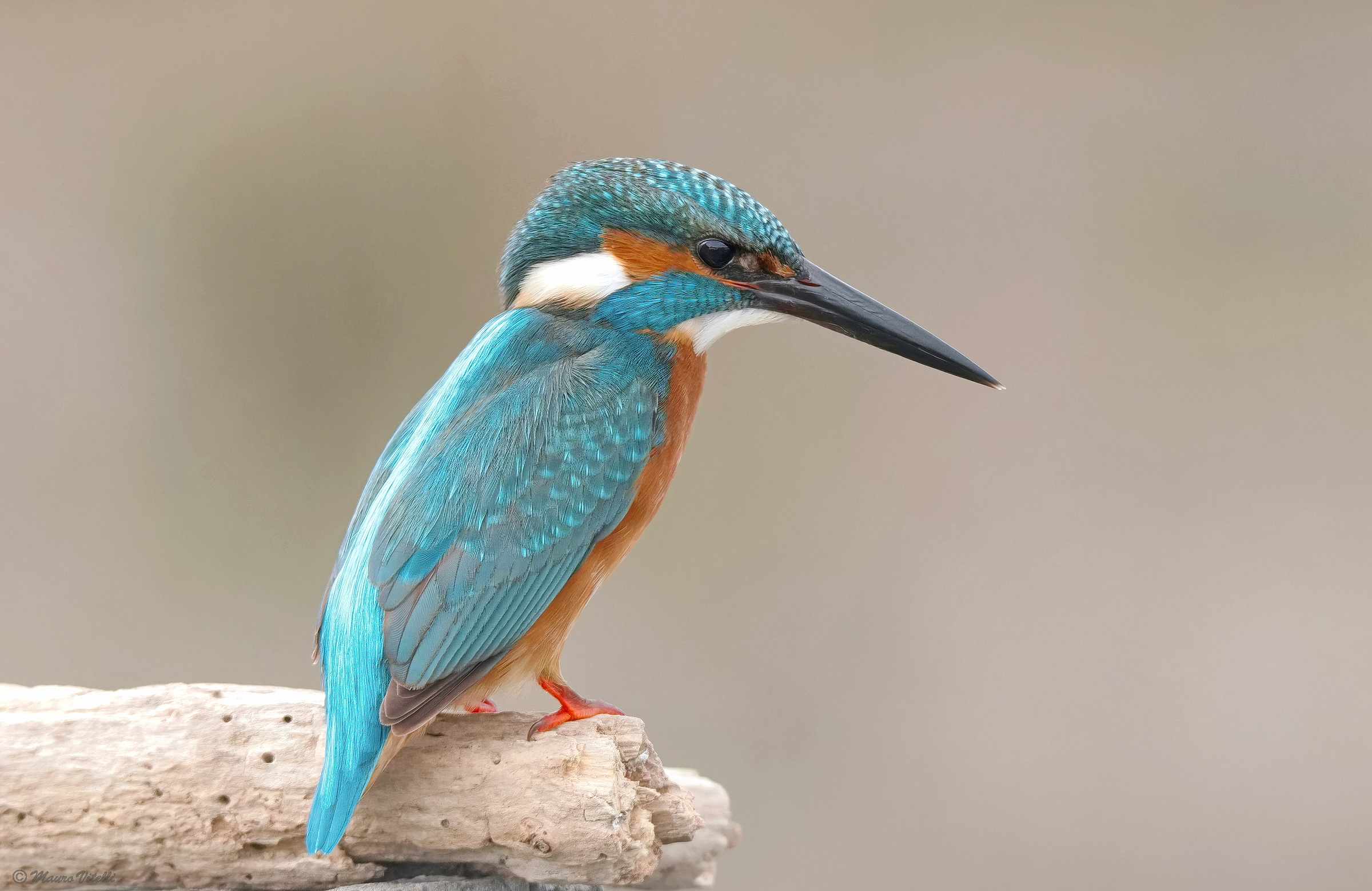 Kingfisher