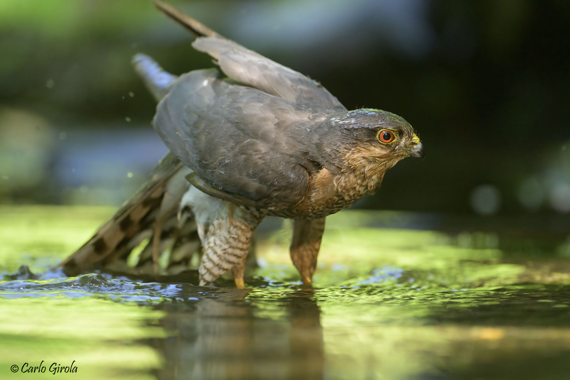 Sparrowhawk (Accipiter nisus)