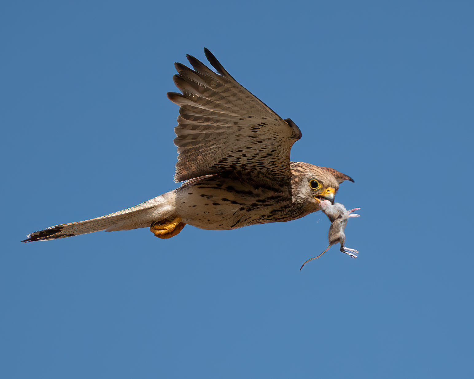 Lesser Kestrel with Mouse