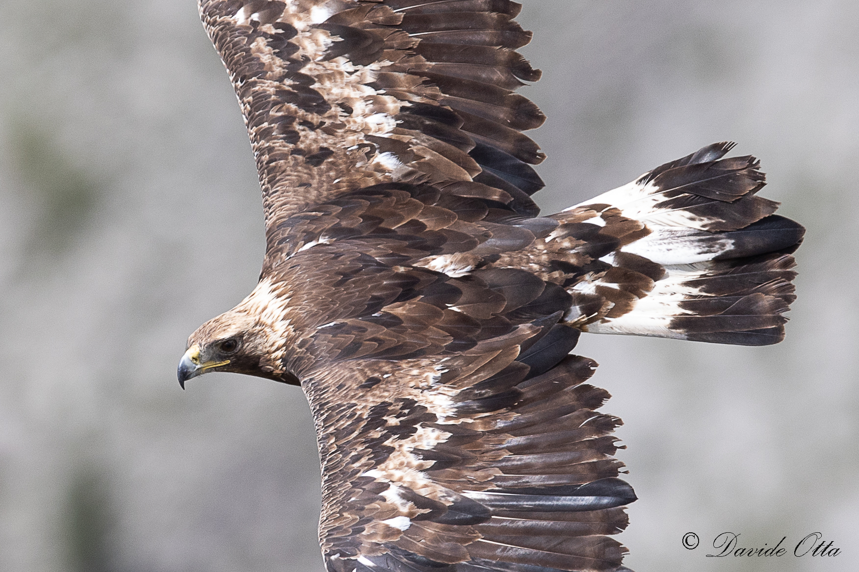 Golden eagle