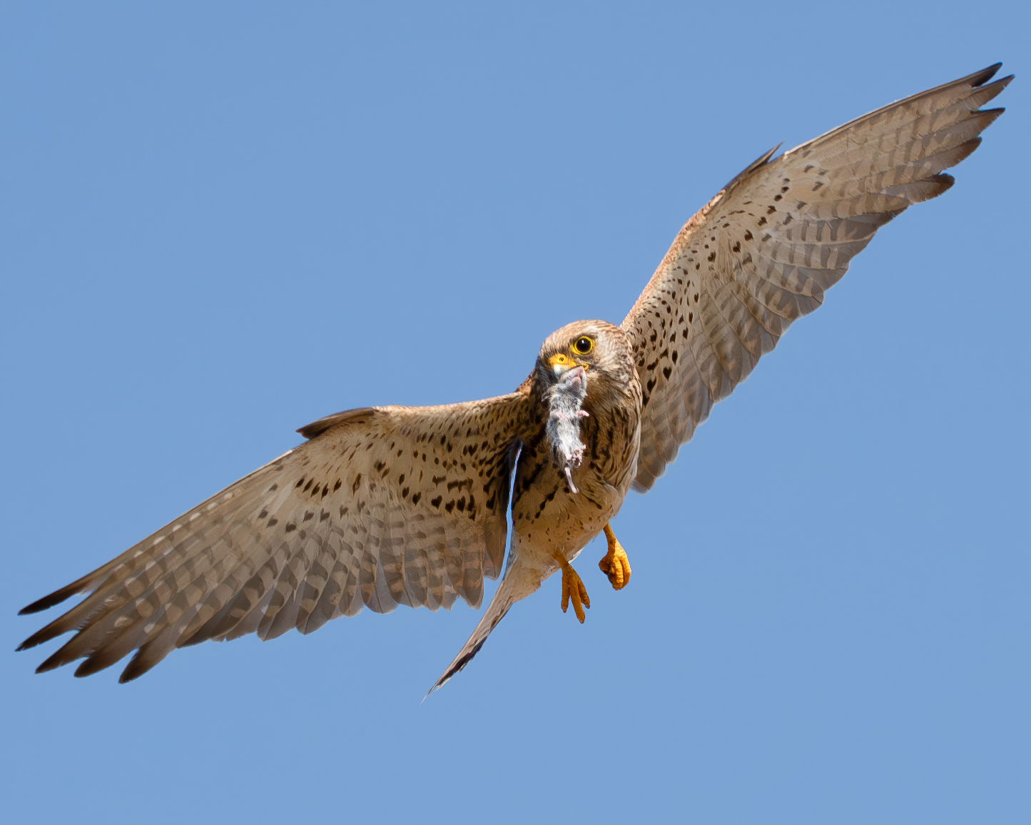 Lesser Kestrel with Mouse - part 2