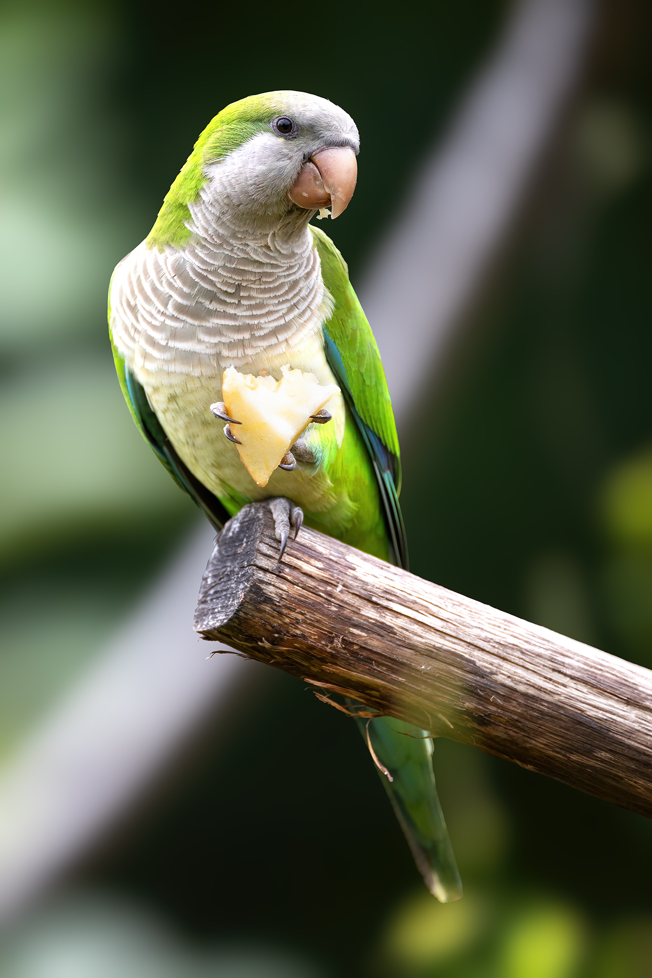 Monk Parakeet