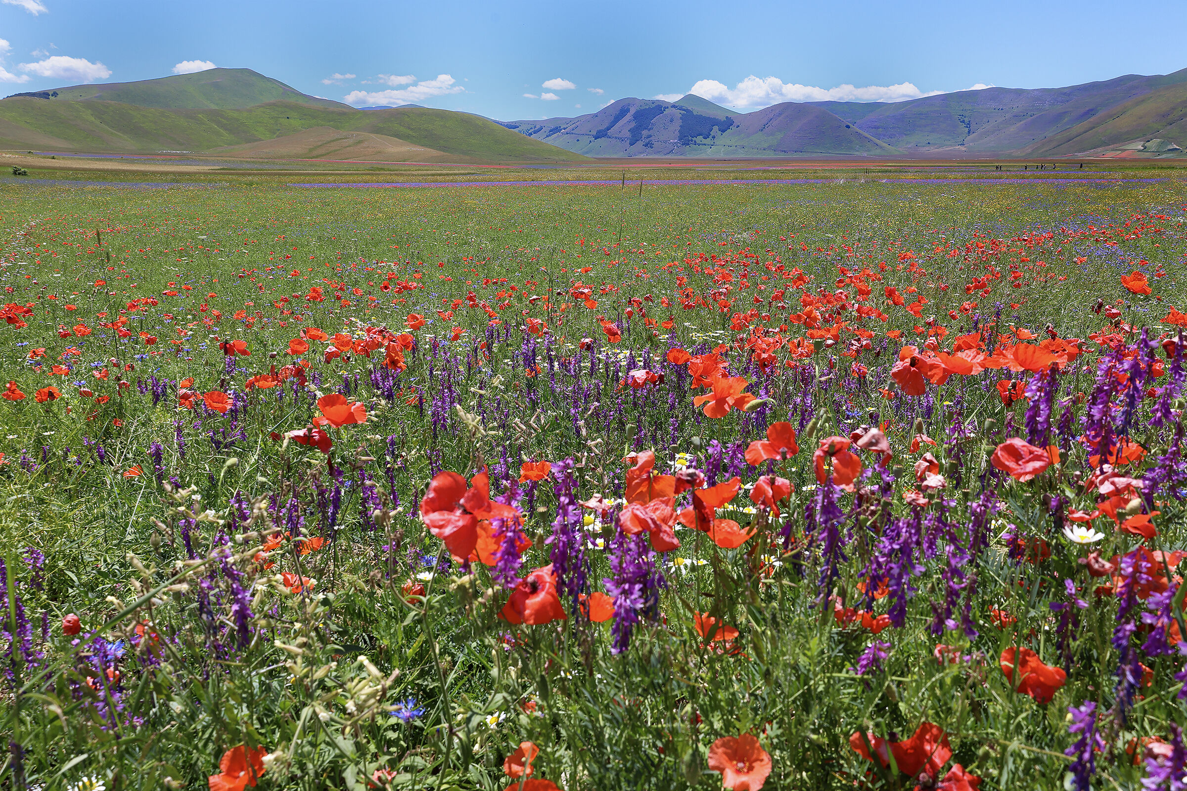 Castelluccio 5-07-2024_1