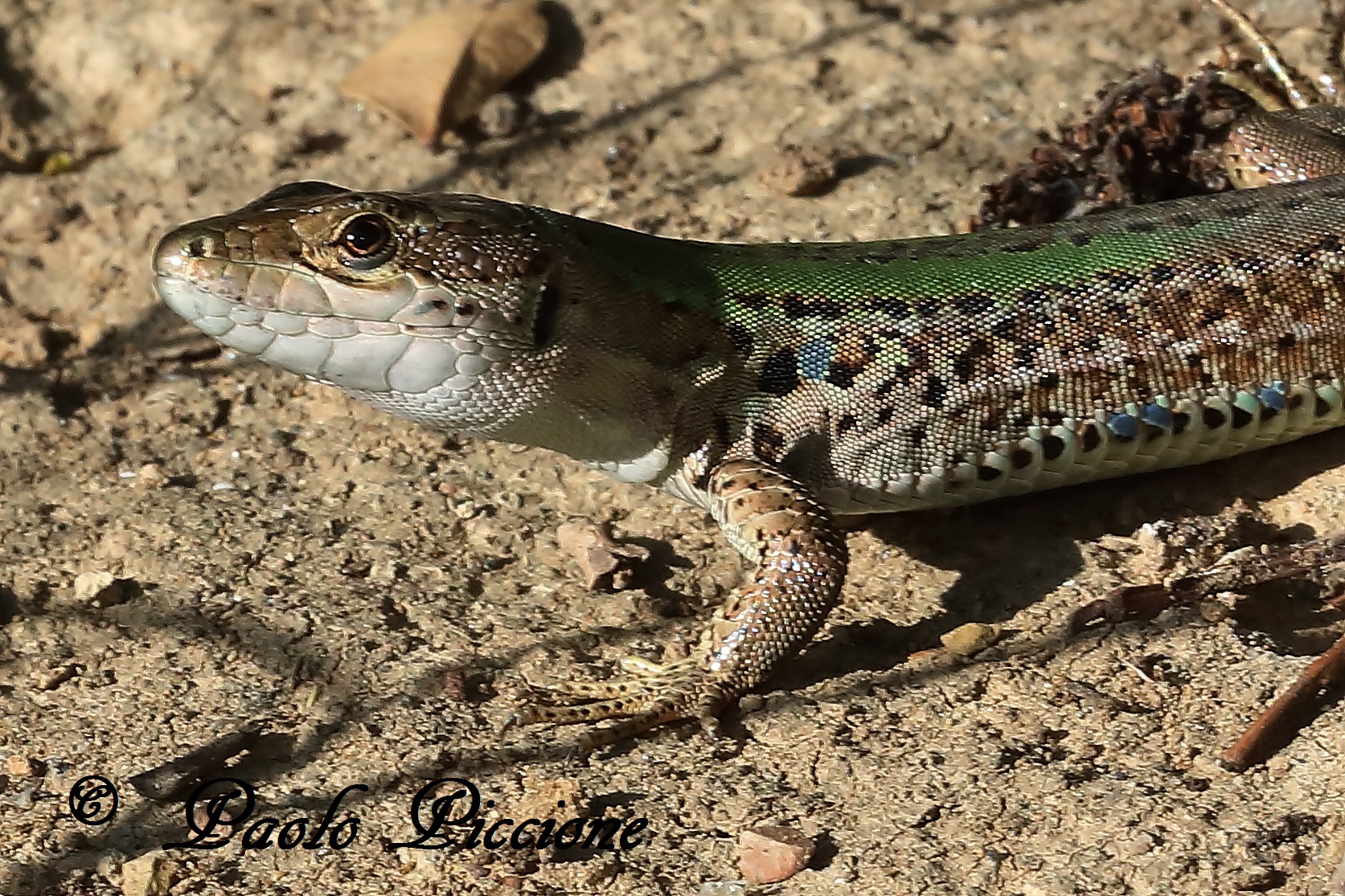 lizard