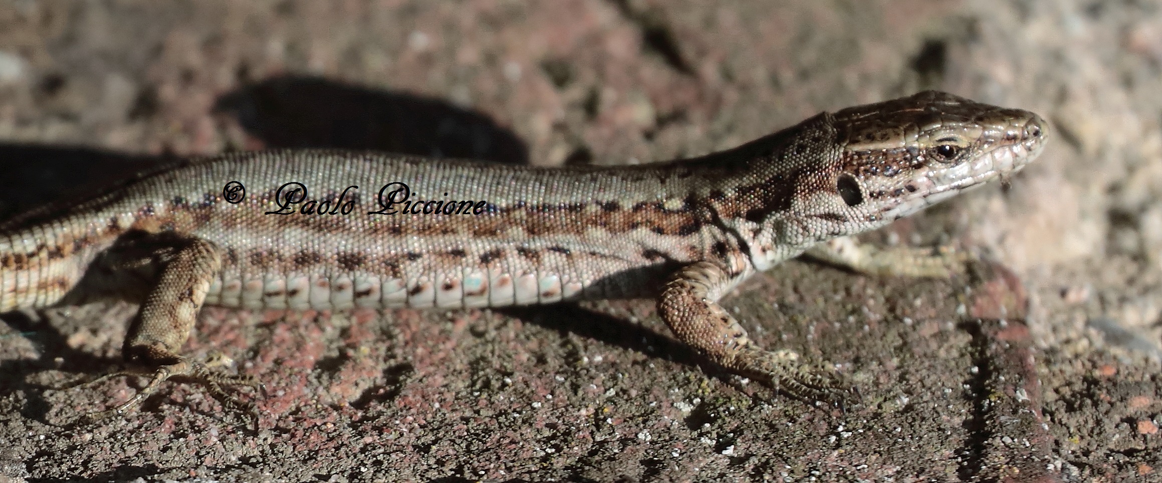 lizard