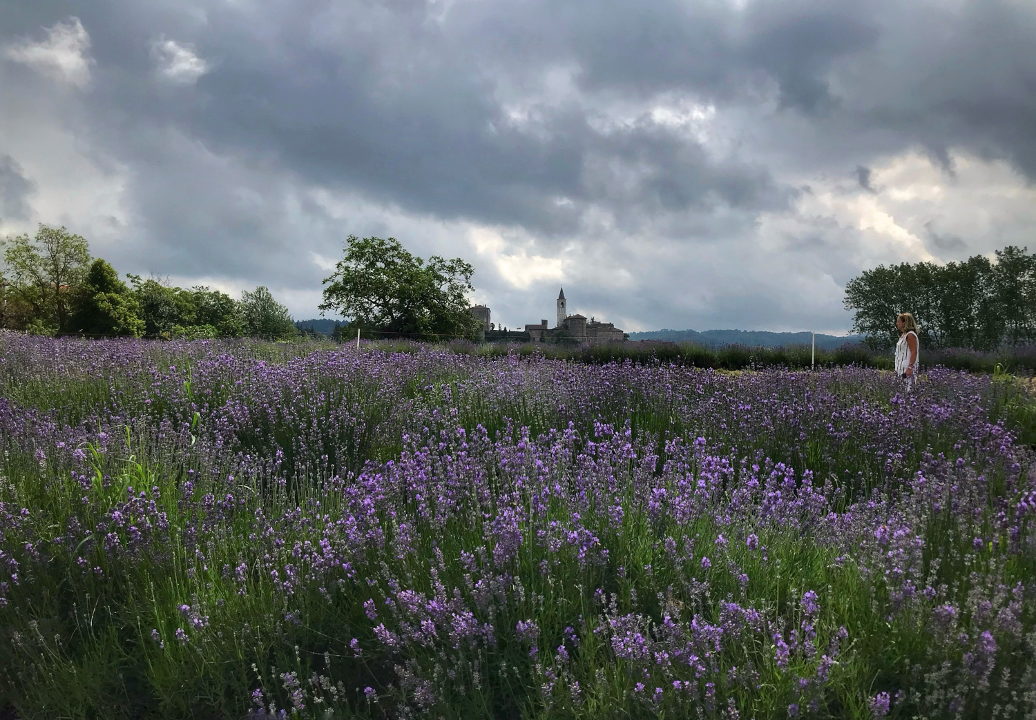 Walk in the lavender
