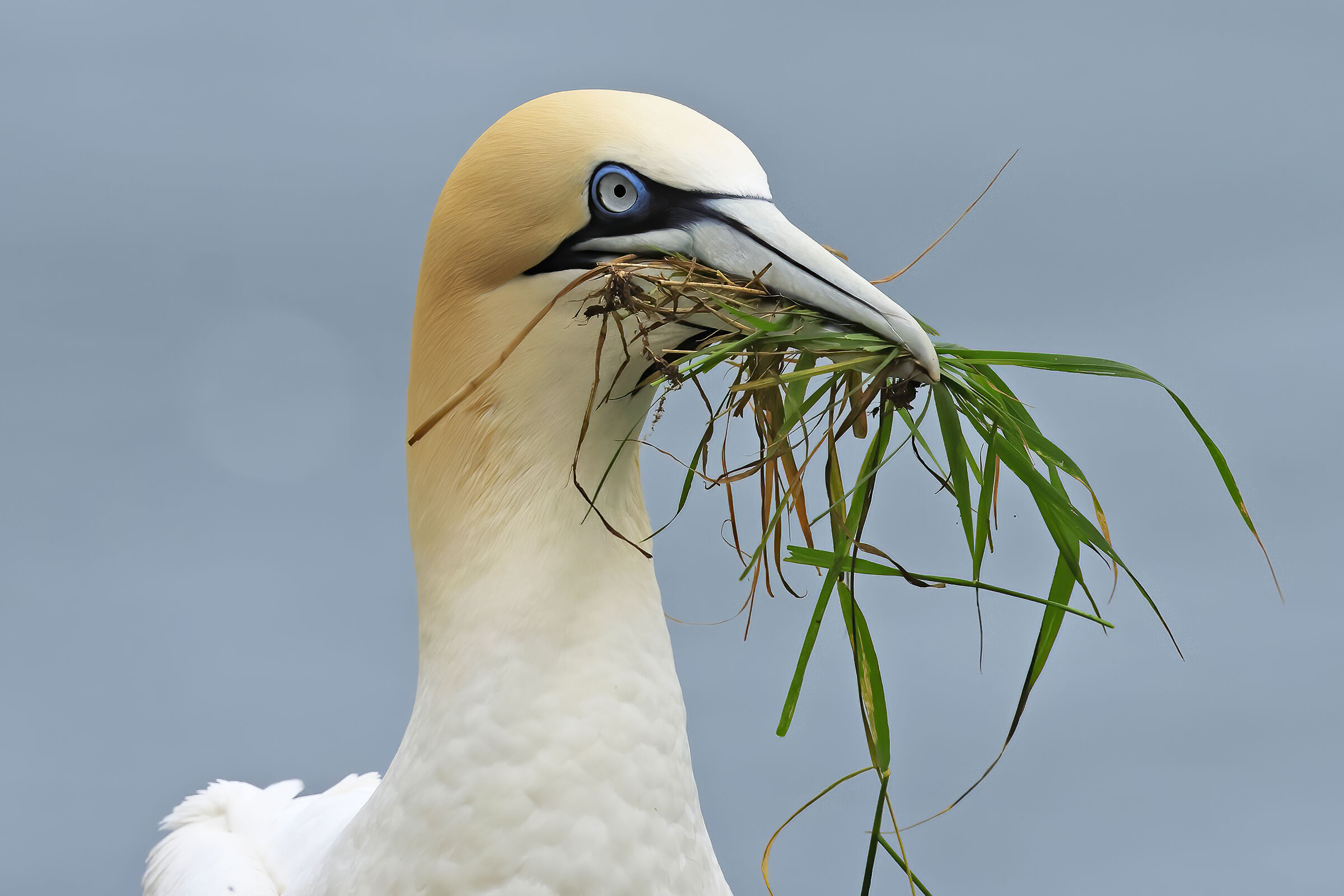 Northern gannet