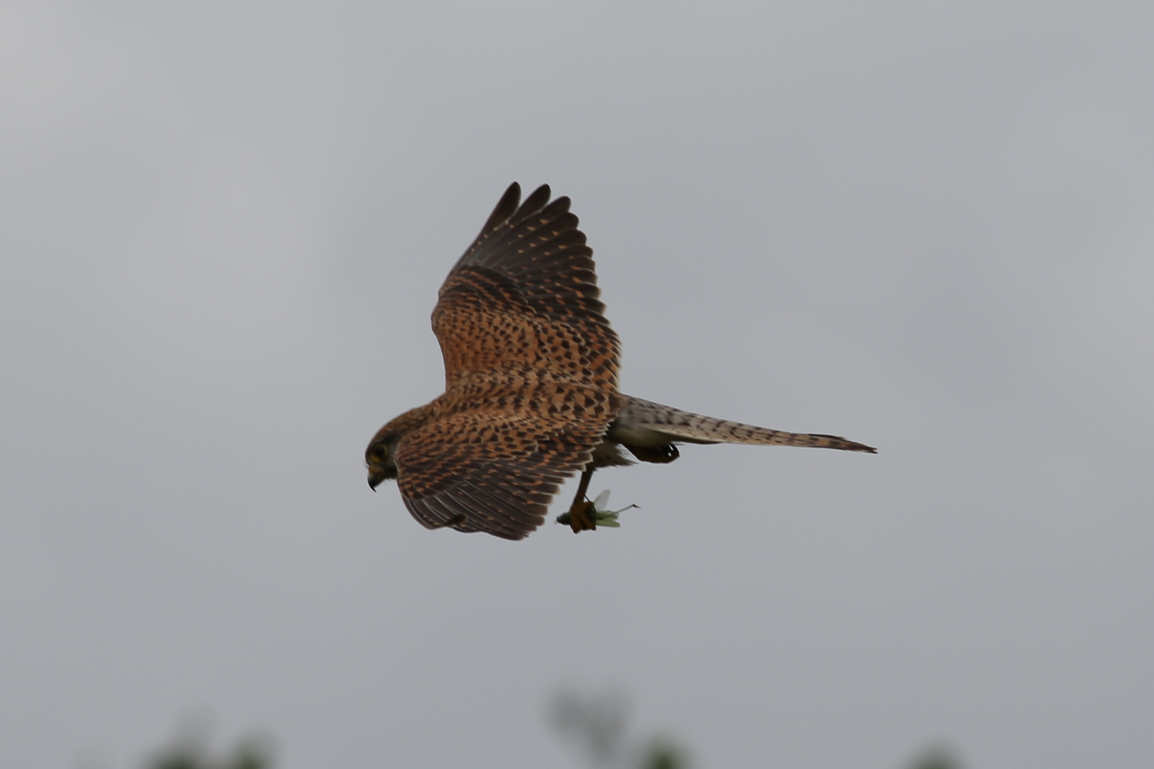 Kestrel in Rotterdam