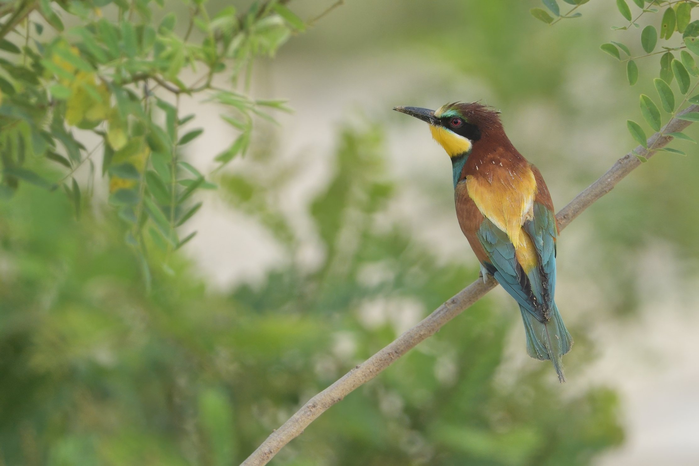 bee-eater