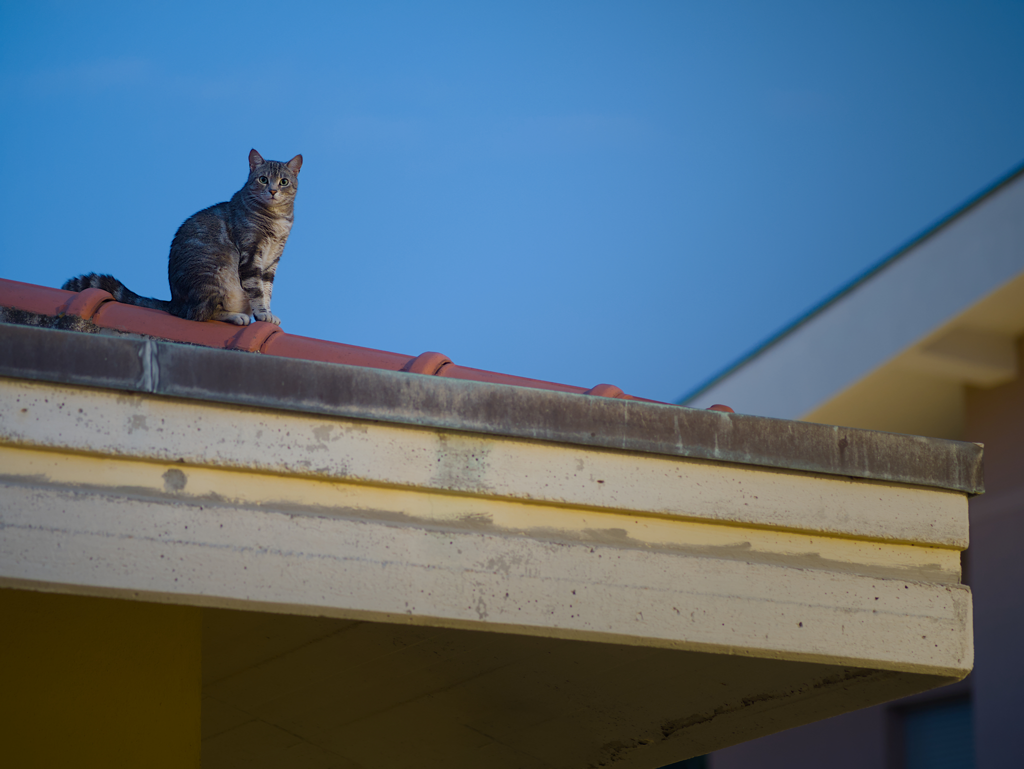 La gatta sul tetto che scotta
