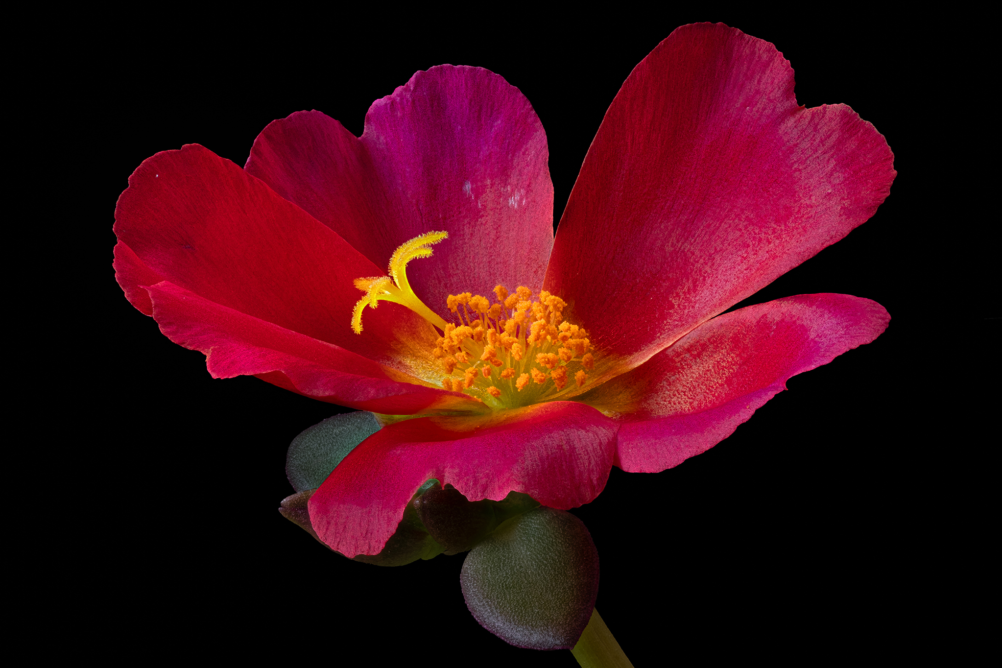Purslane 1