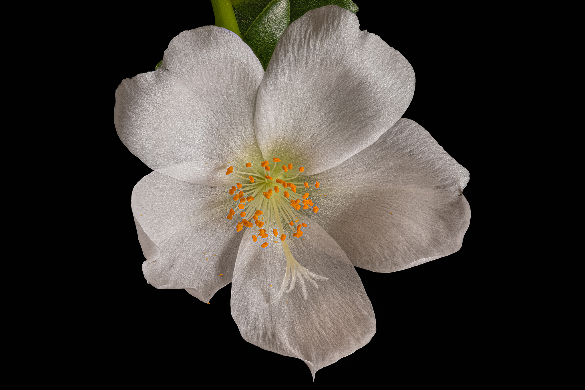 Portulaca 2