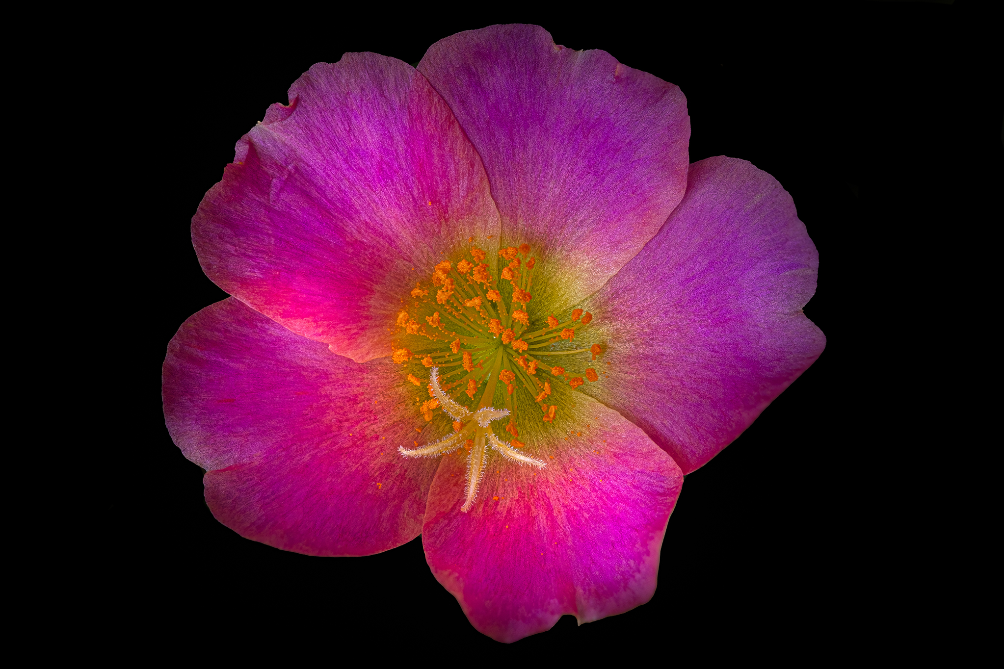 Portulaca 3