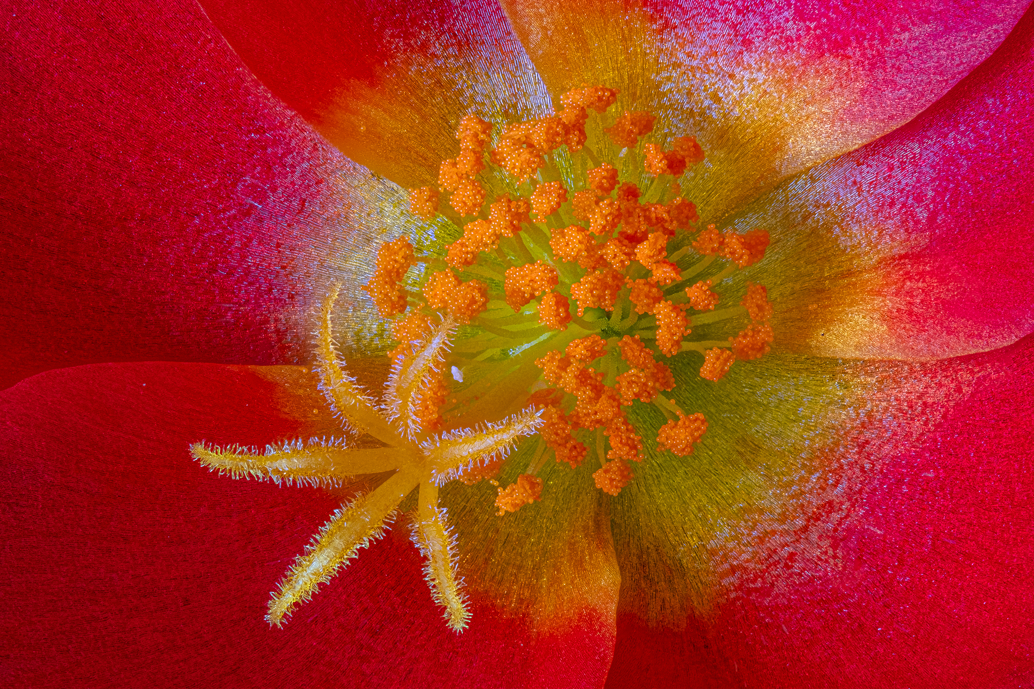 Portulaca dettaglio