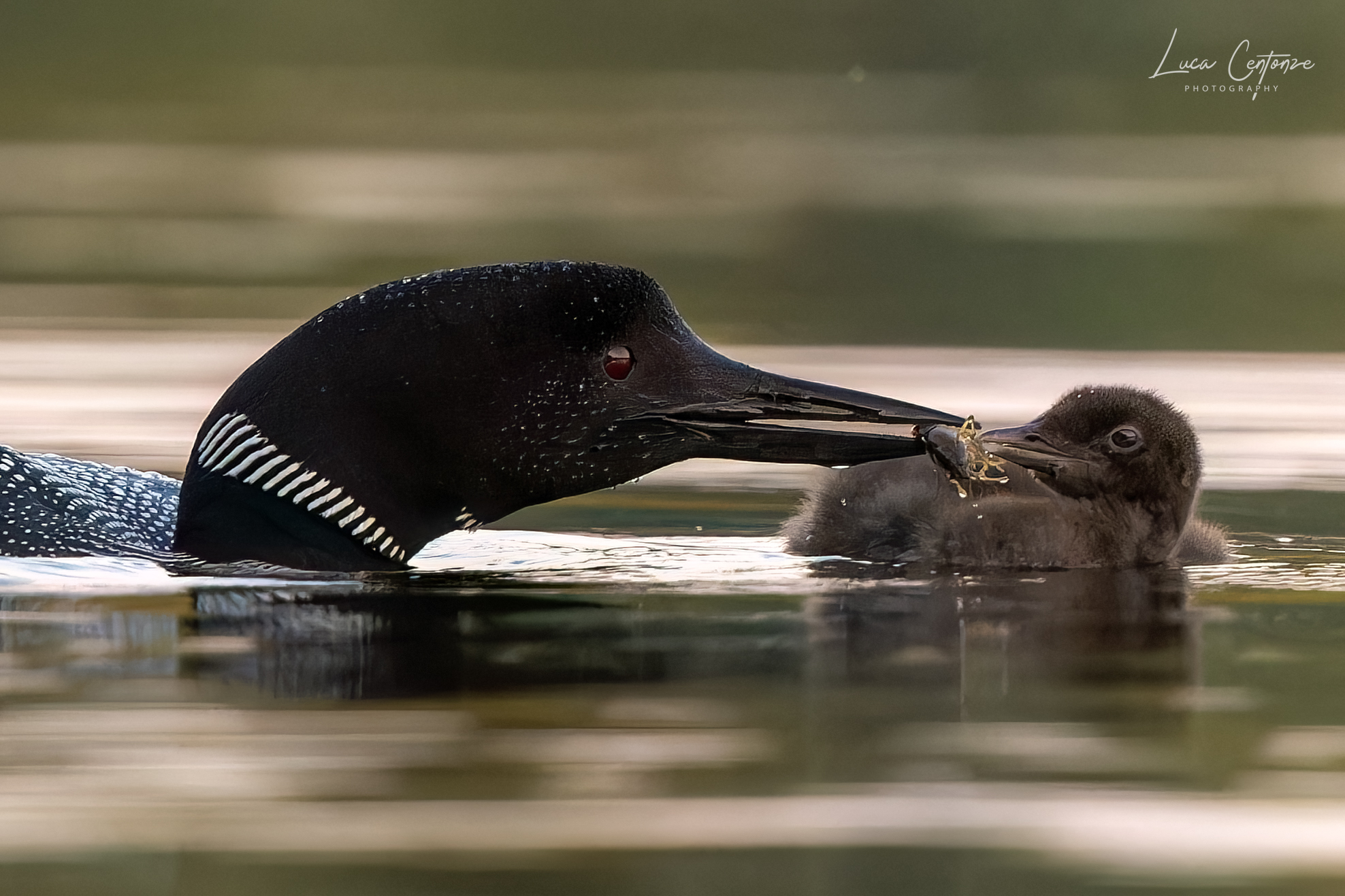 Common Loon (Gavia immer)